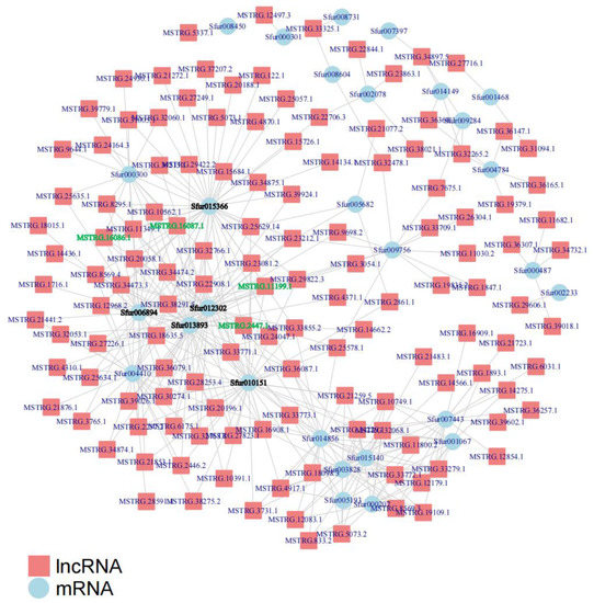 Interaction Analysis of lncRNA and mRNA Based on the Full