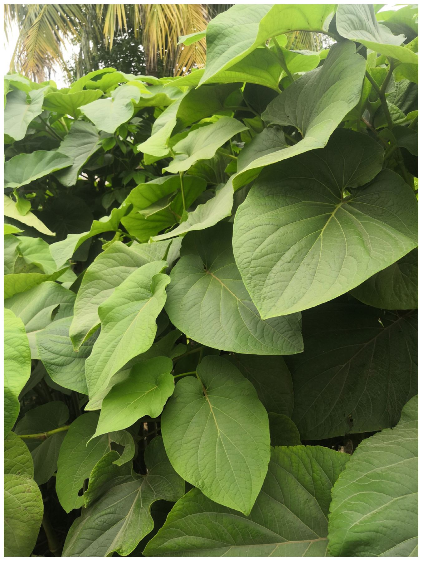 Insects 14 00312 g001 Insects 14 00312 g001