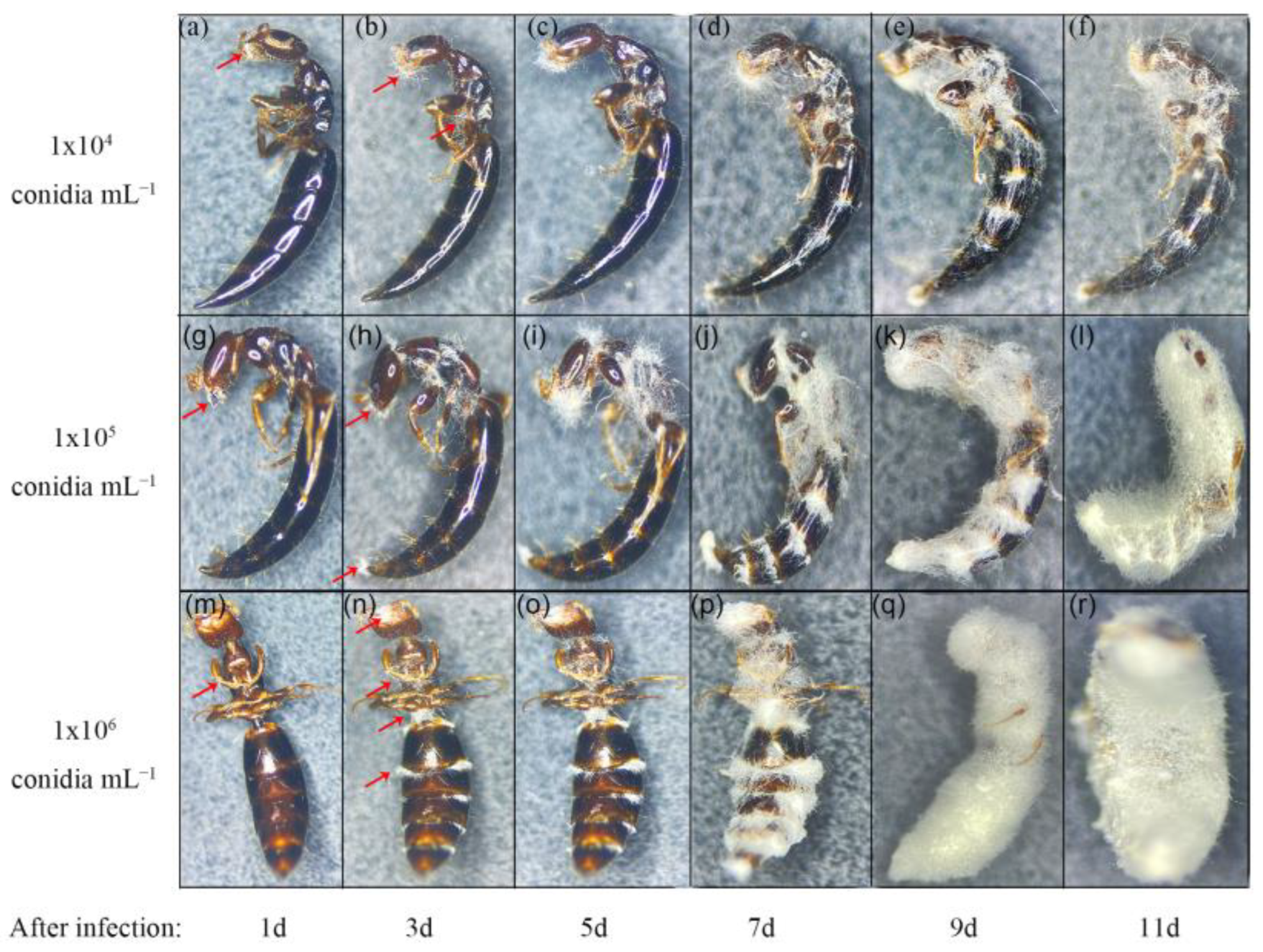 Insects 14 00320 g002