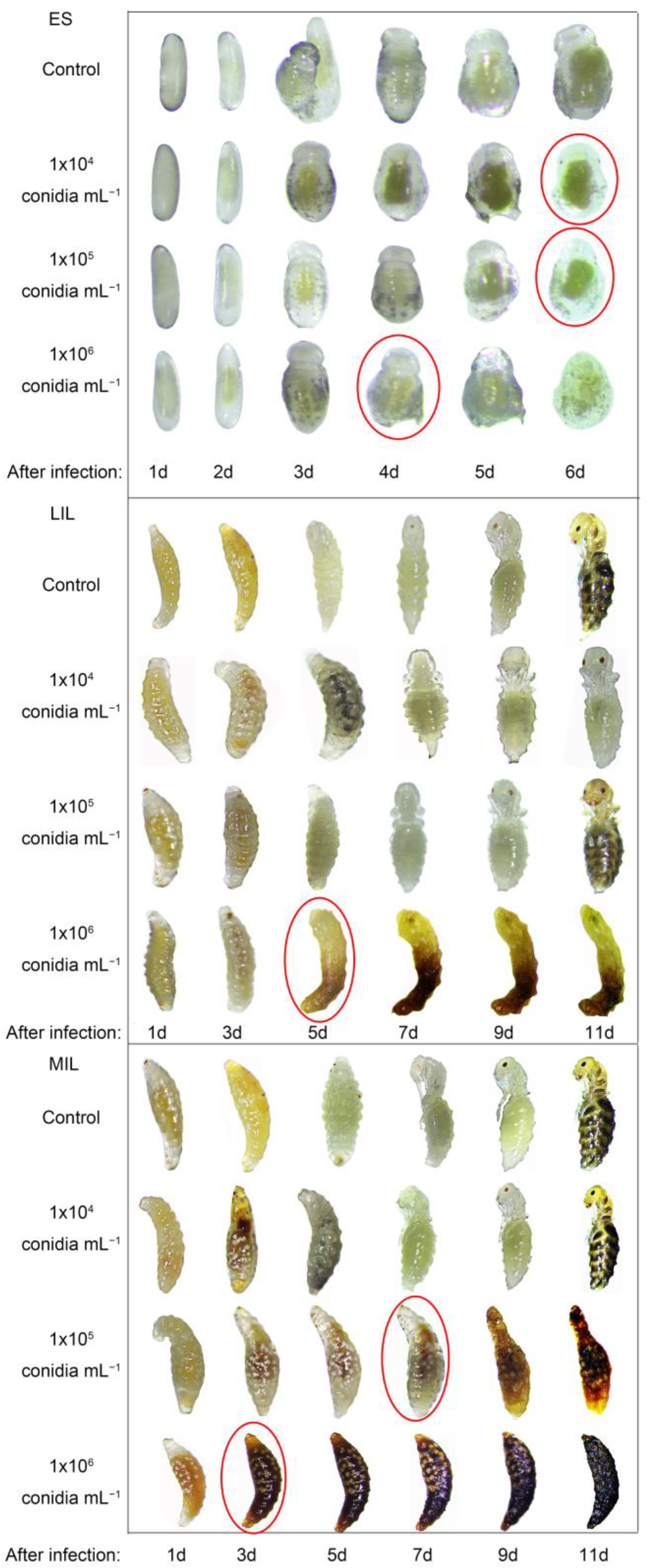 Insects 14 00320 g006