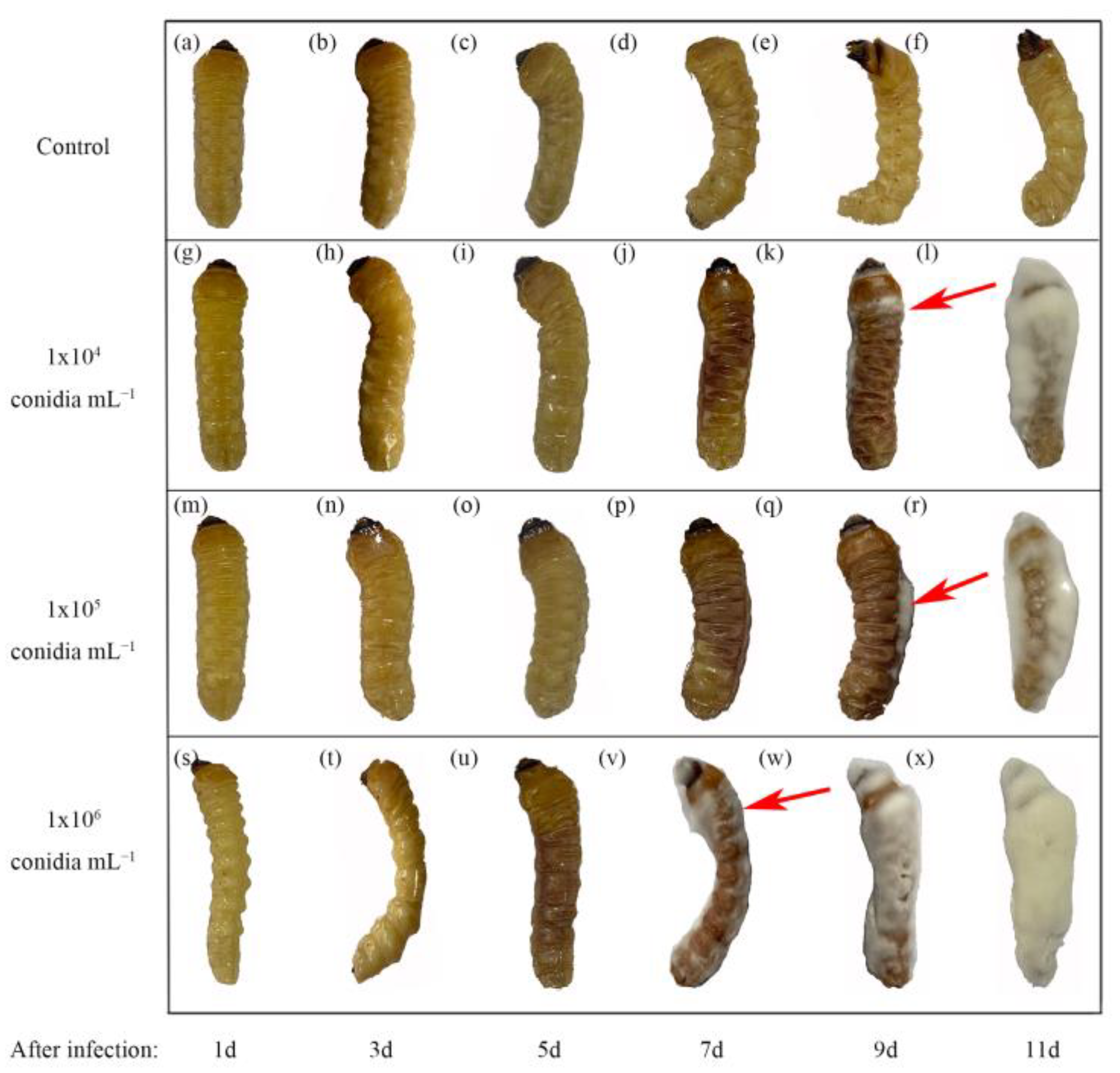 Insects 14 00320 g008