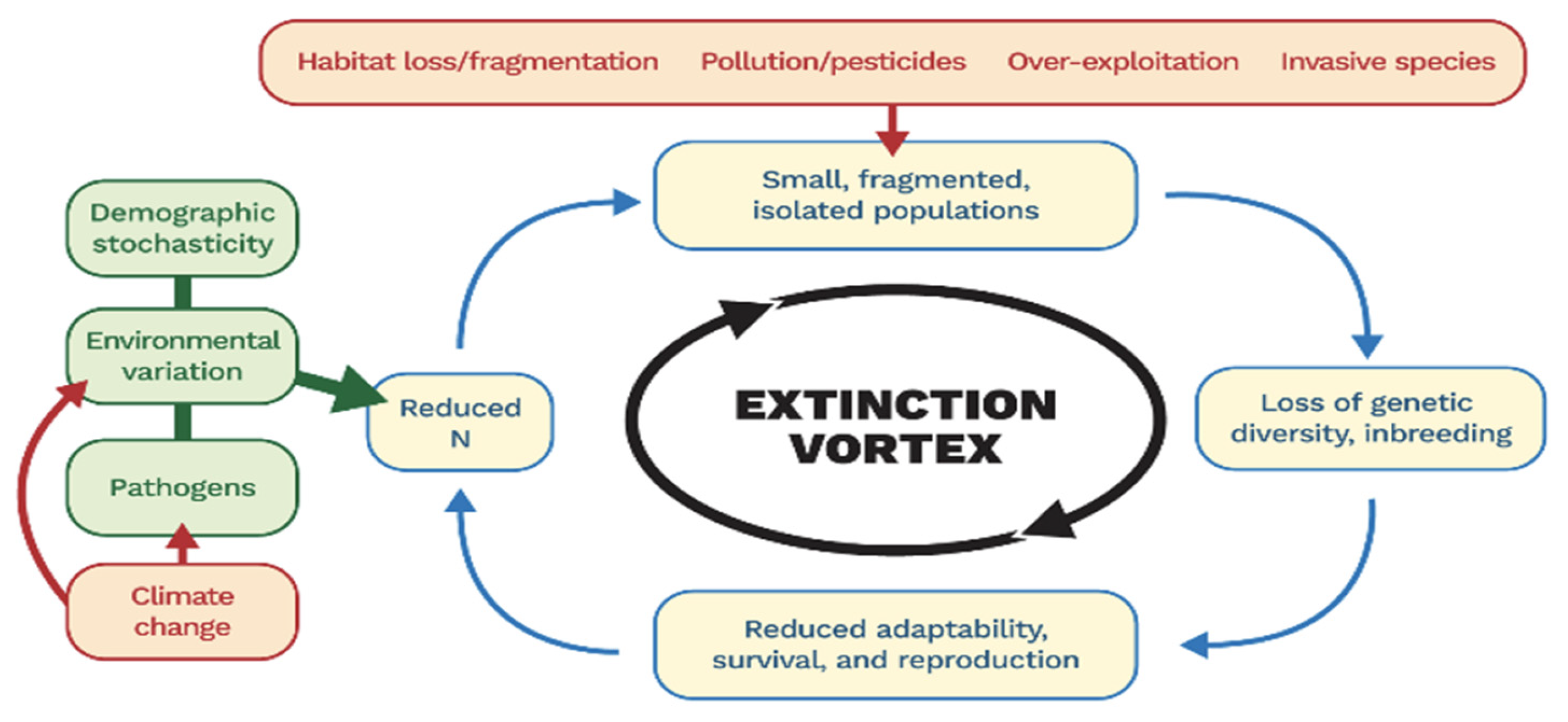 The extinction vortex