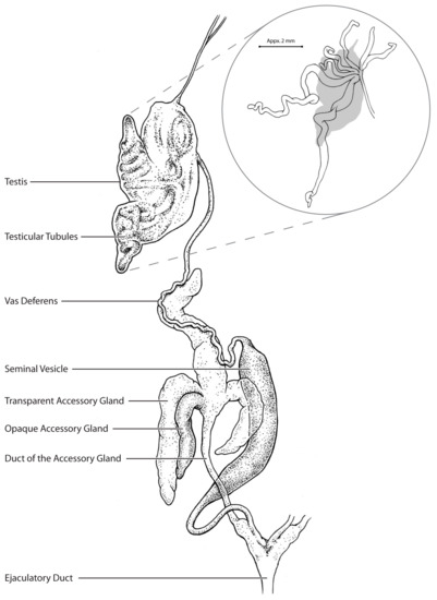 How to Draw a Kiss Scene (Highlights Differences in Physical Structures As  Well)