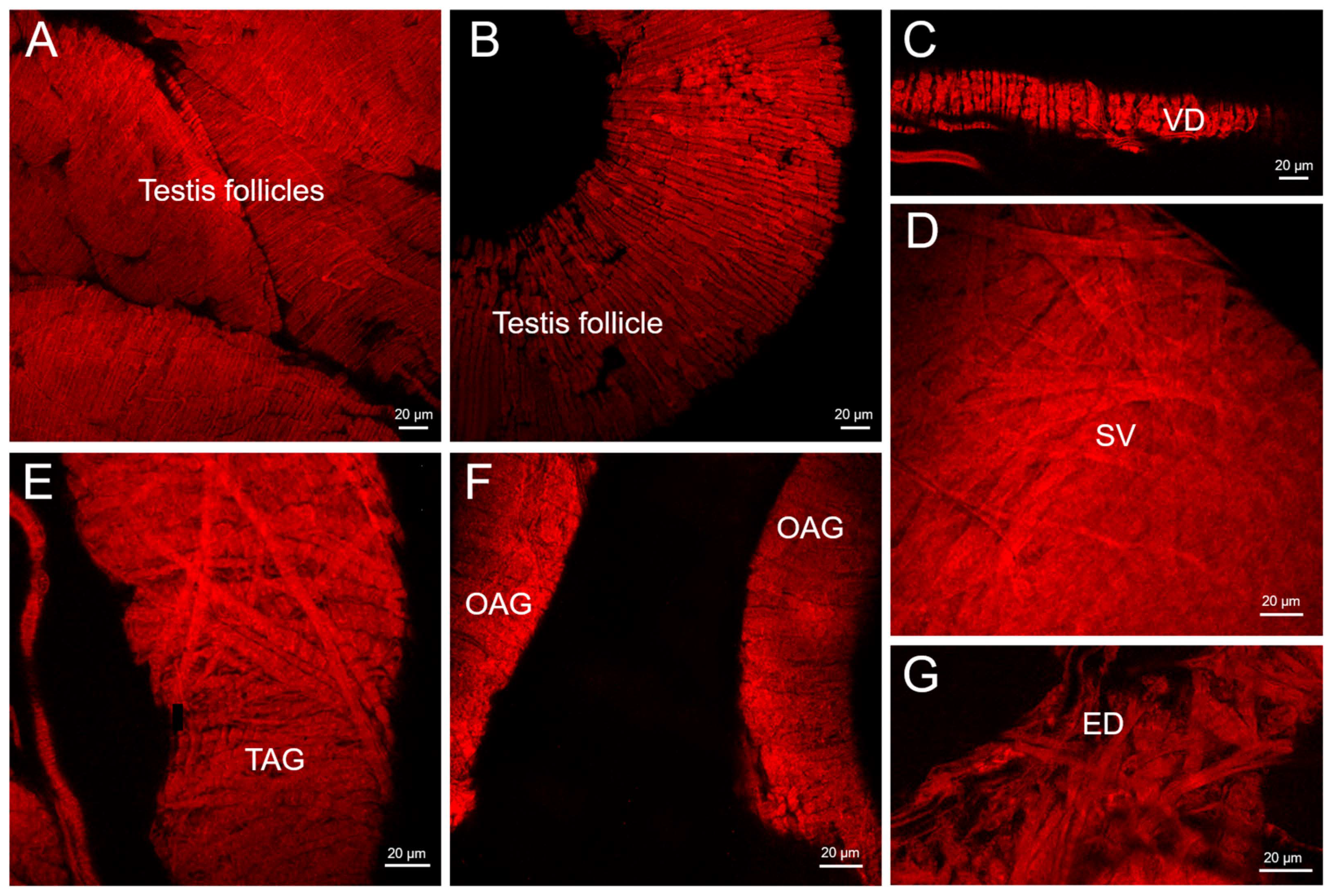Insects 14 00324 g002 Insects 14 00324 g002