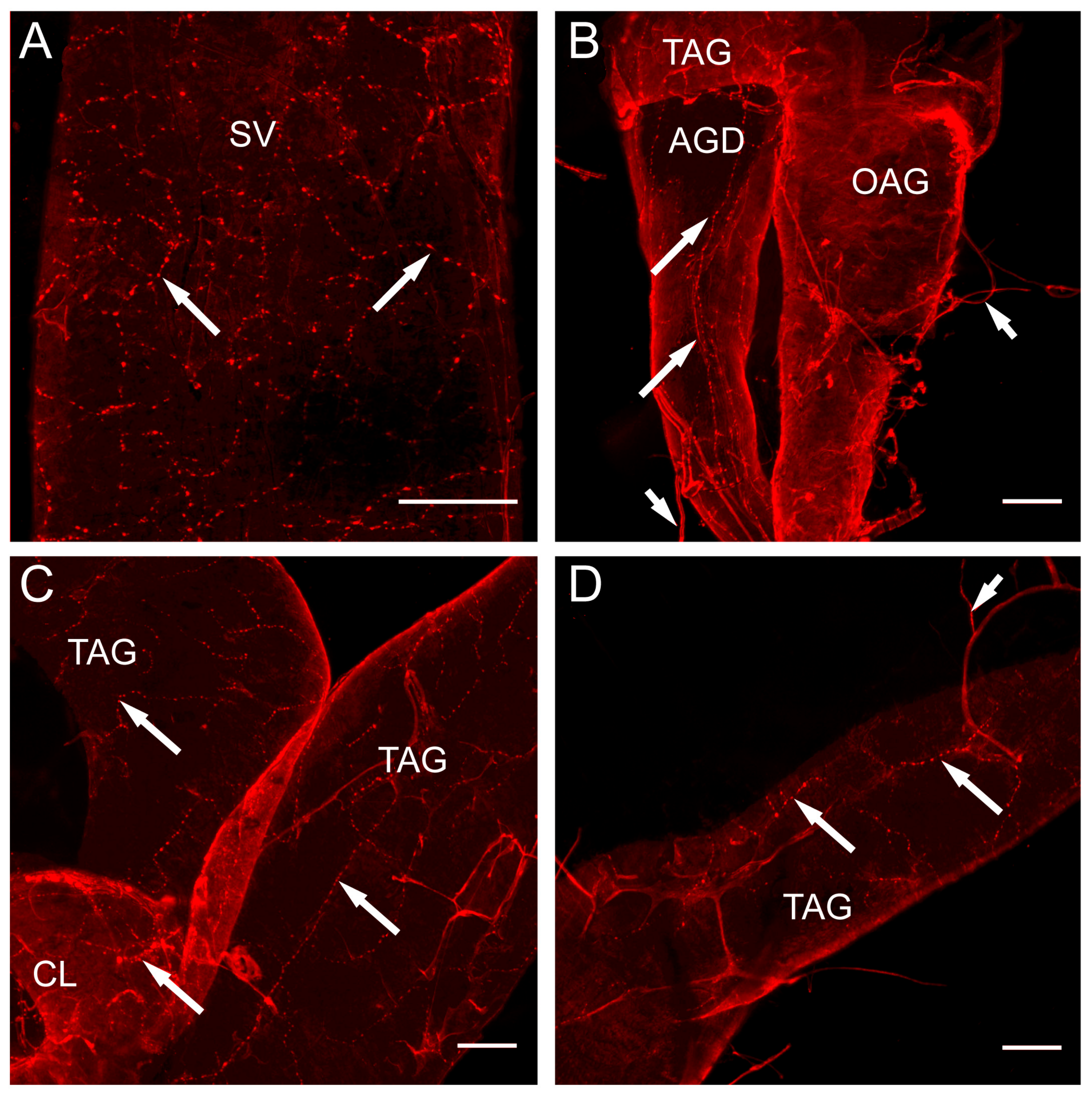 Insects 14 00324 g003 Insects 14 00324 g003