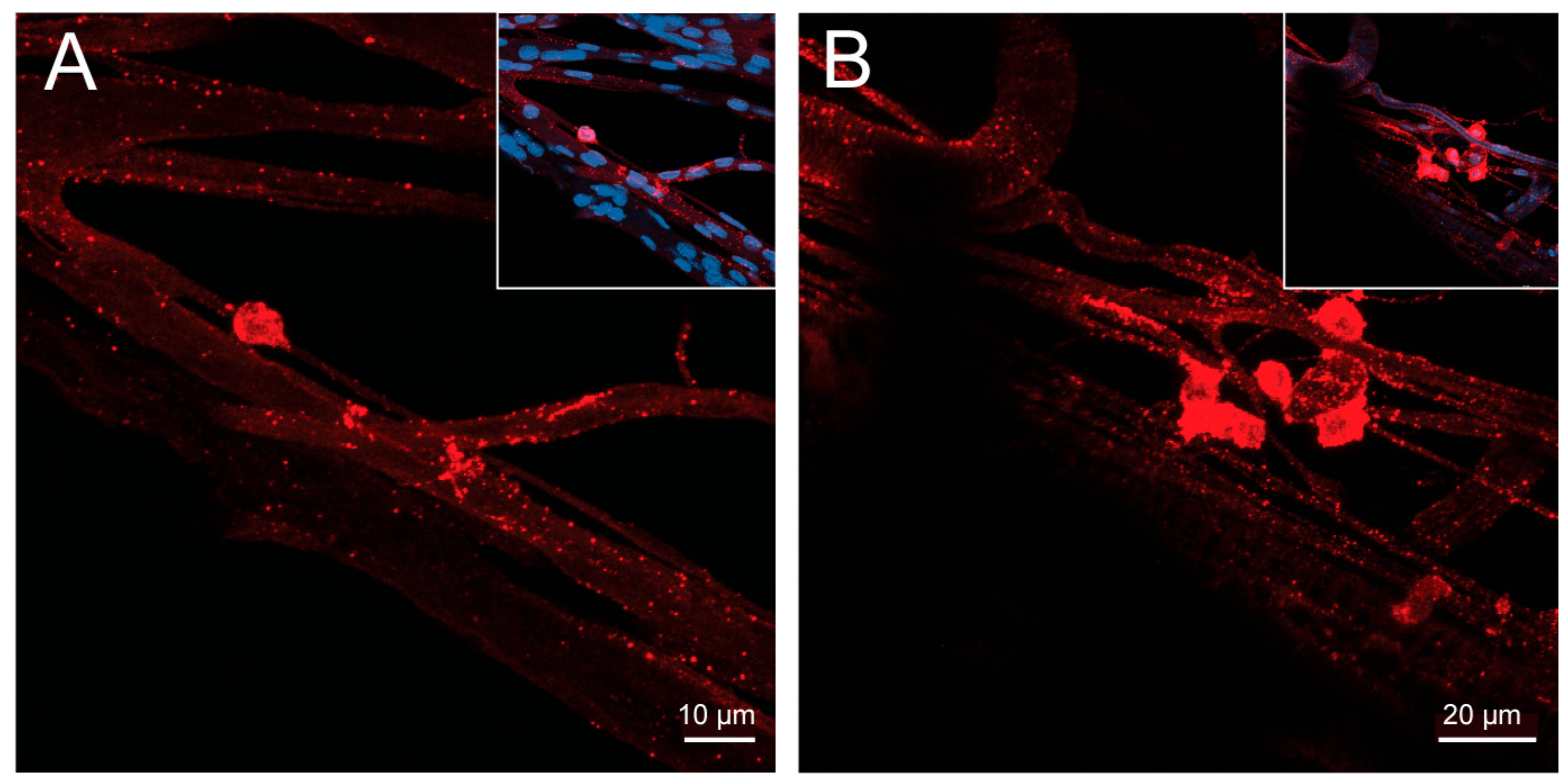 Insects 14 00324 g004 Insects 14 00324 g004