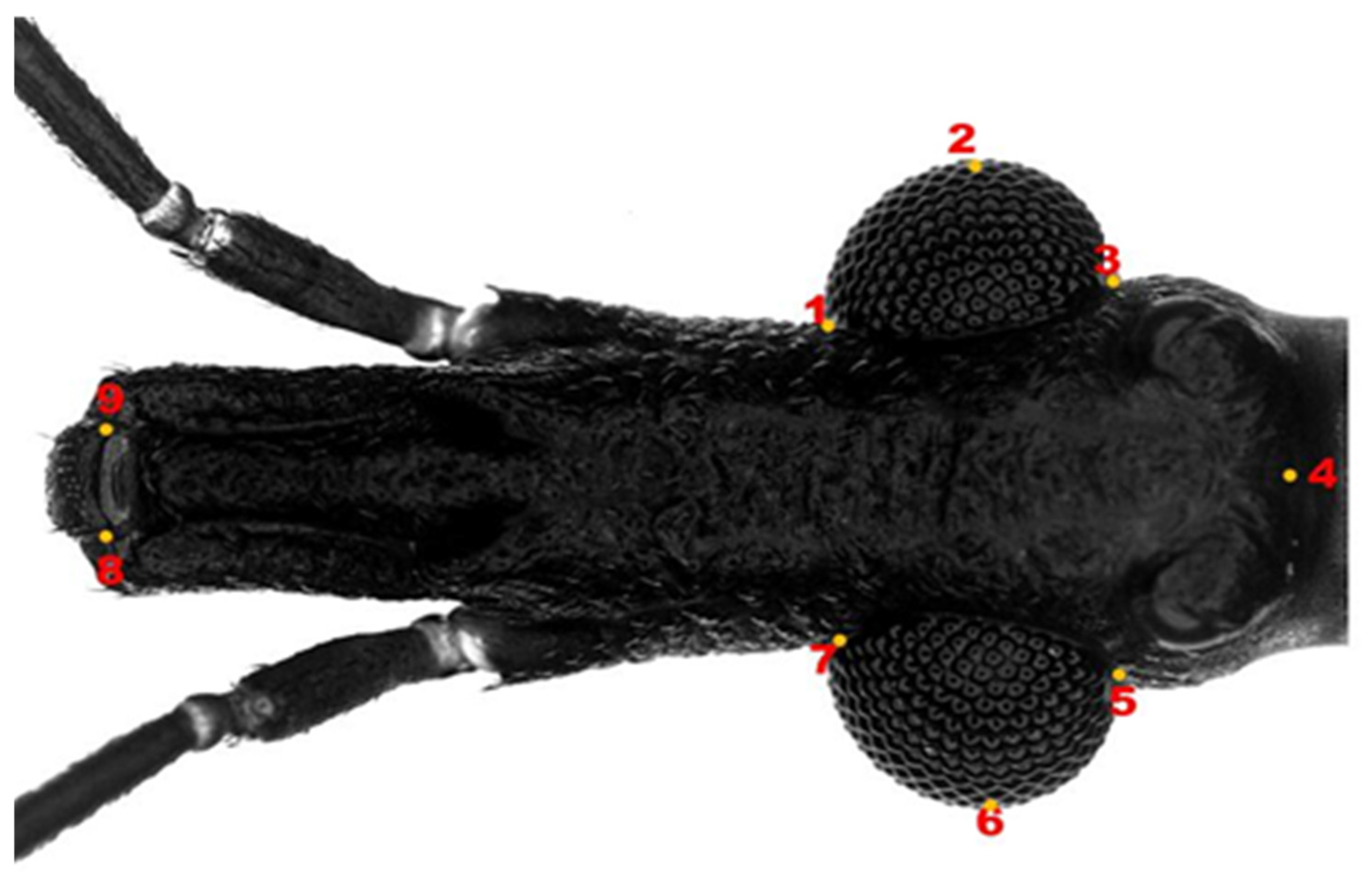 Insects 14 00325 g002 Insects 14 00325 g002