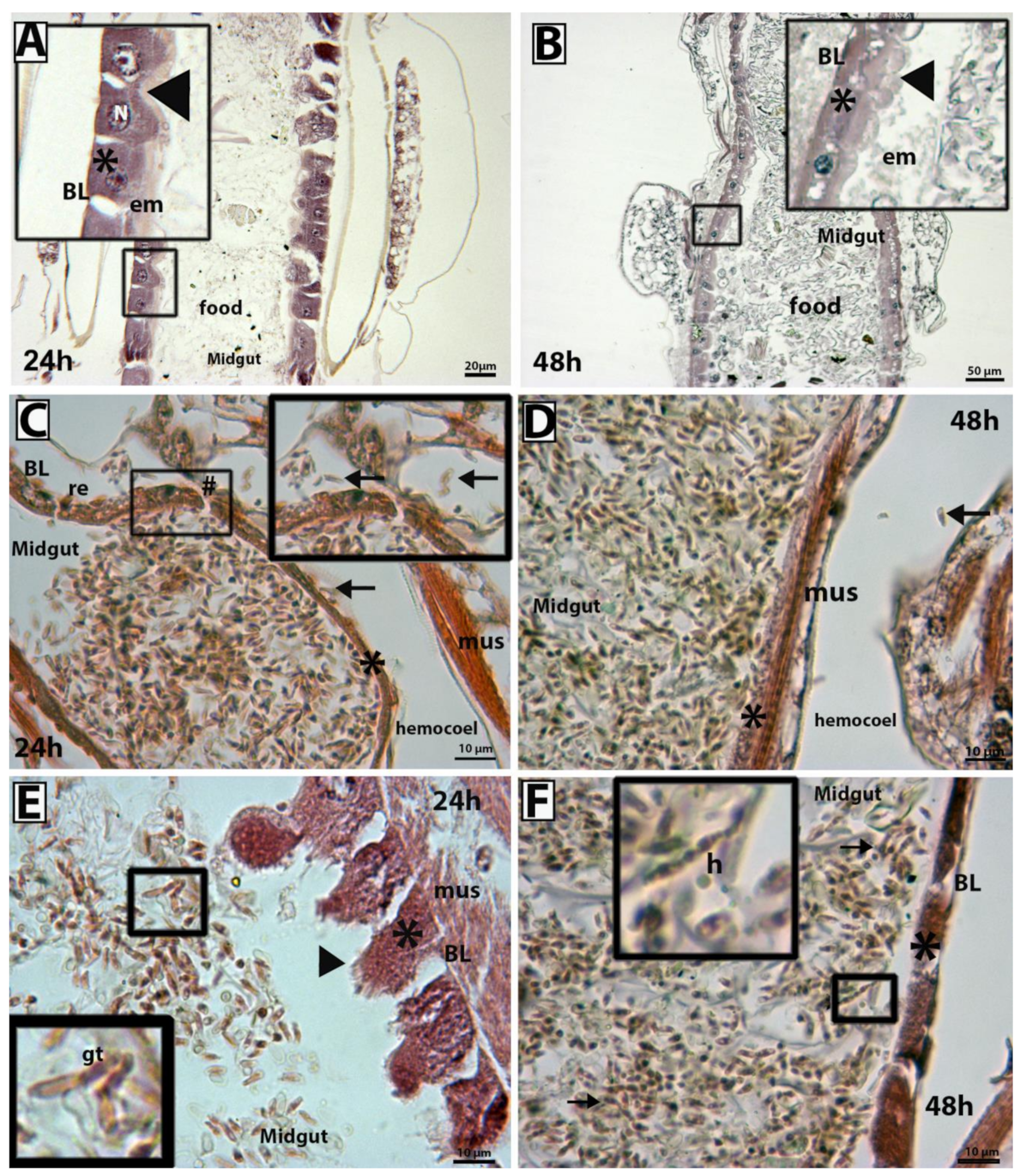 Insects 14 00328 g003 Insects 14 00328 g003