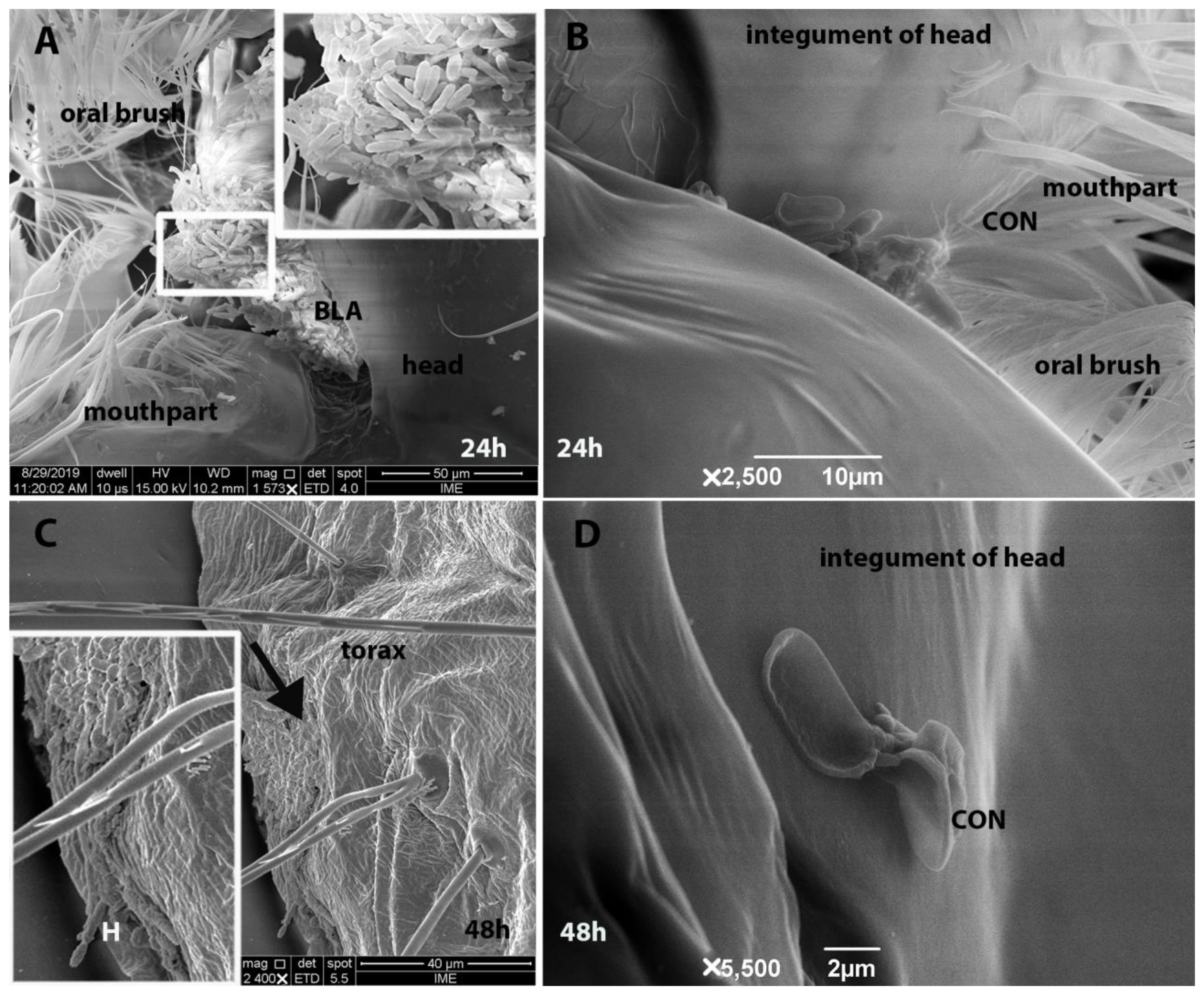 Insects 14 00328 g004 Insects 14 00328 g004