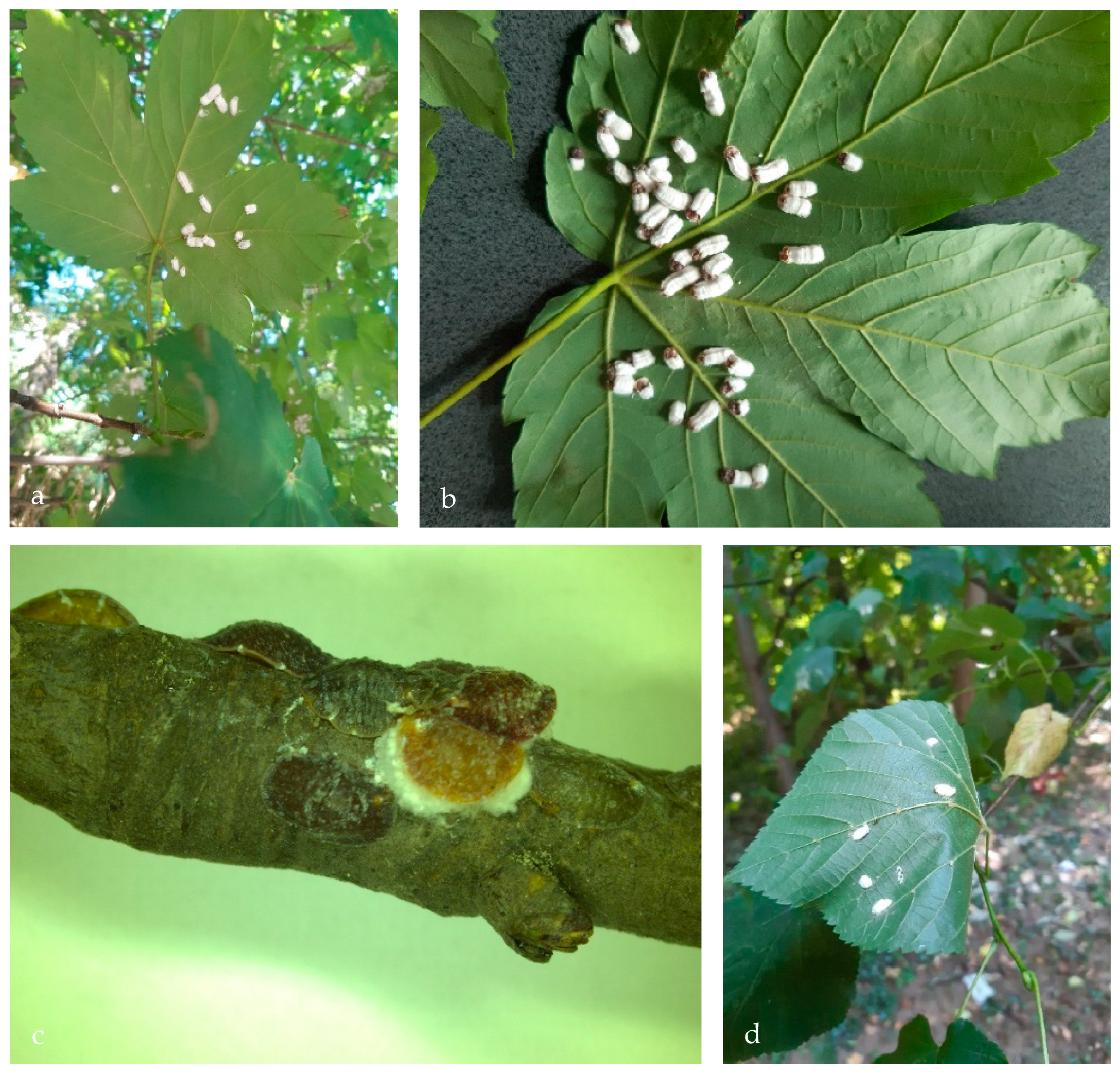 Insects 14 00345 g002