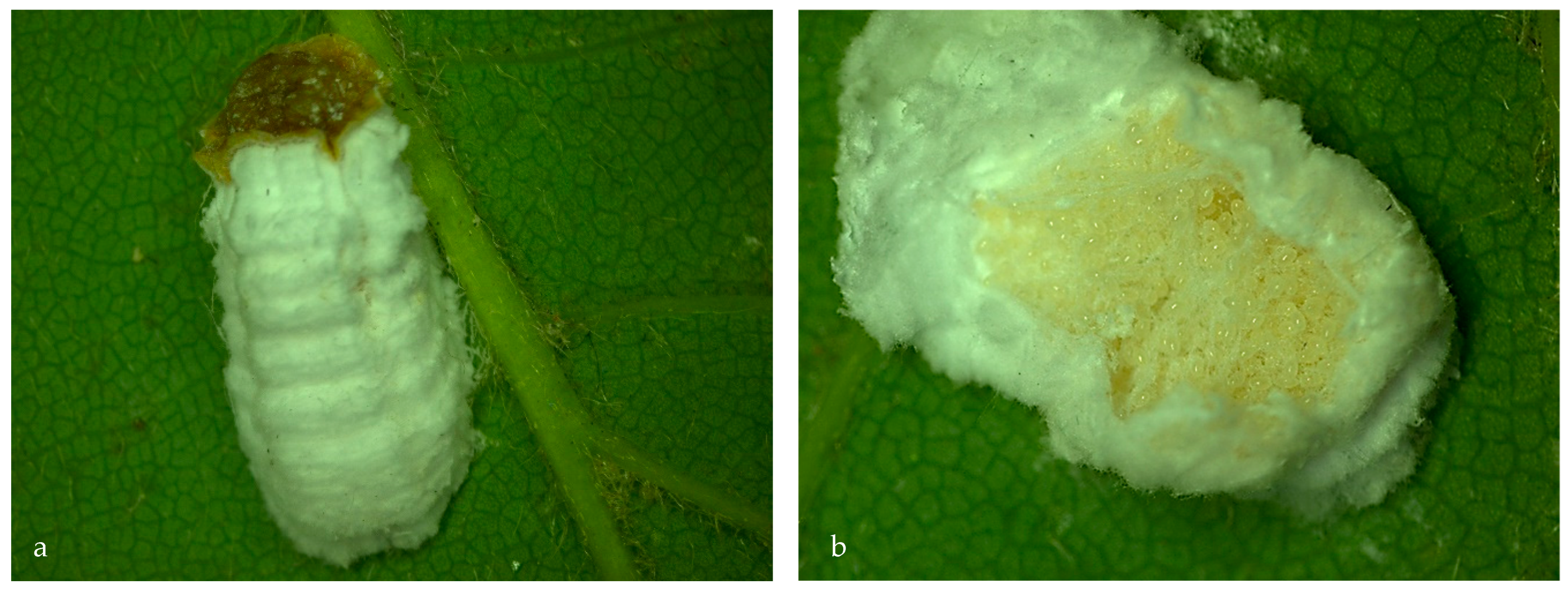 Insects 14 00345 g003