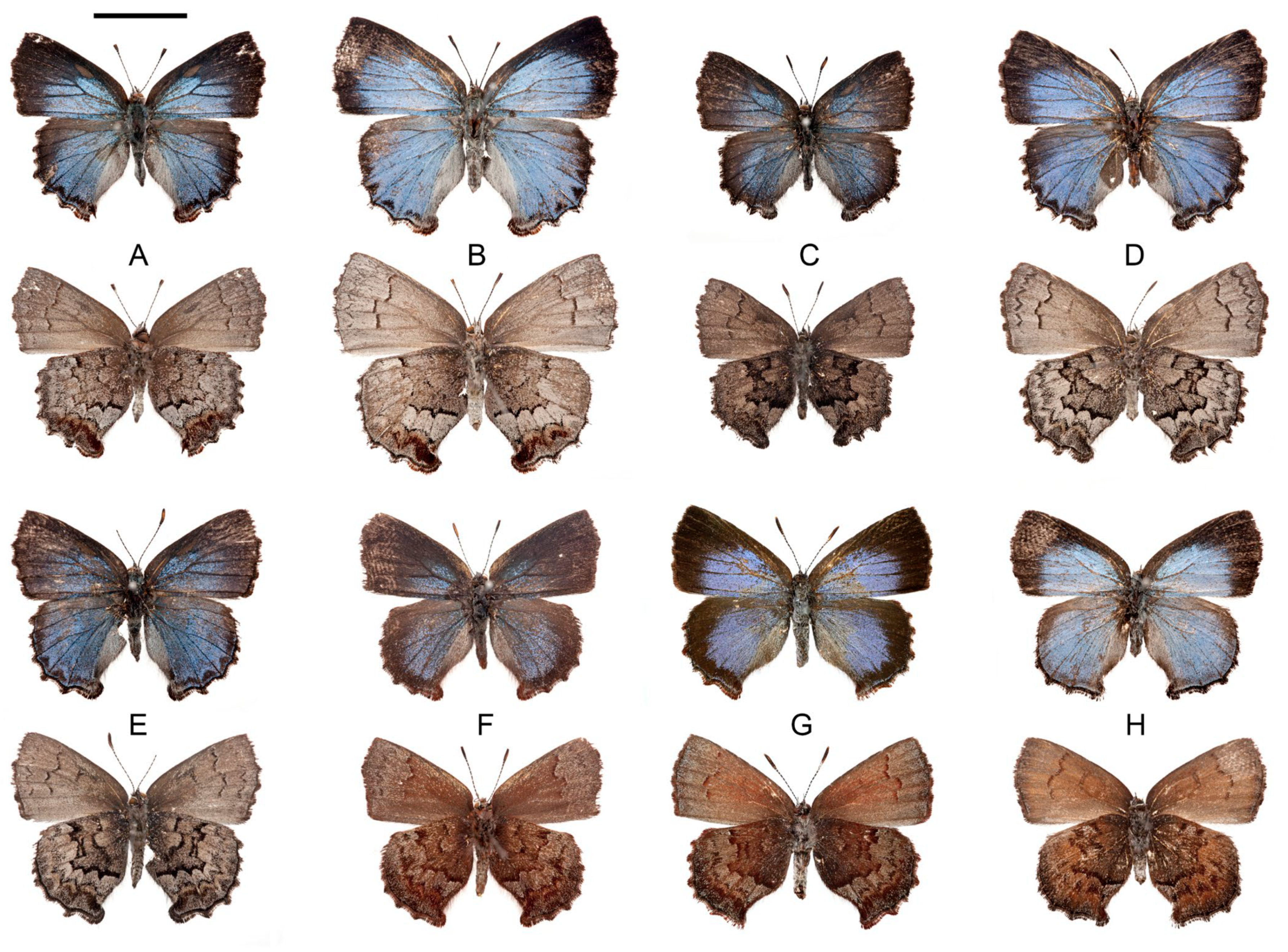 A Collection of Palearctic Blue Butterflies (Various species) with Sci 