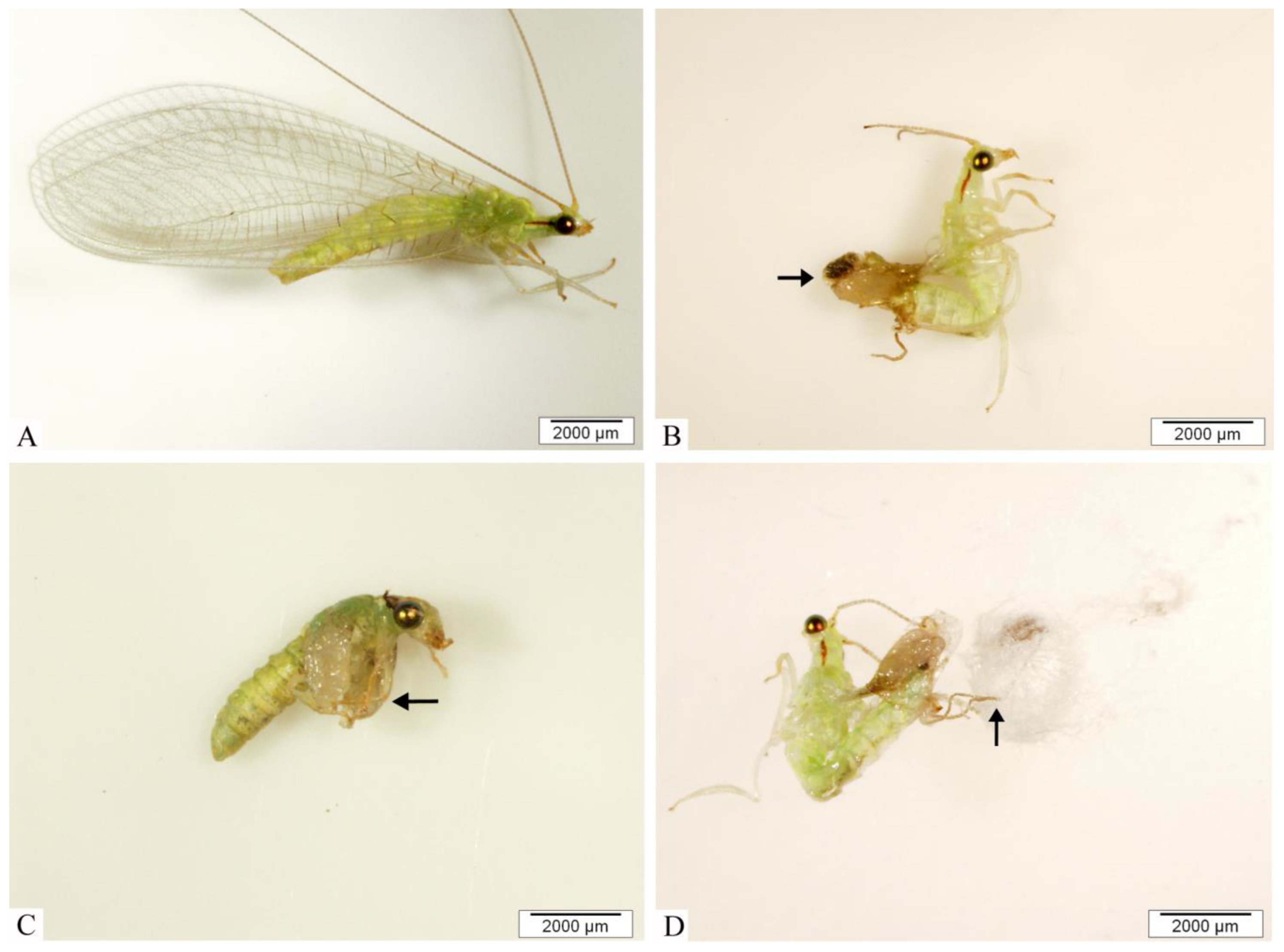 Insects 14 00367 g002