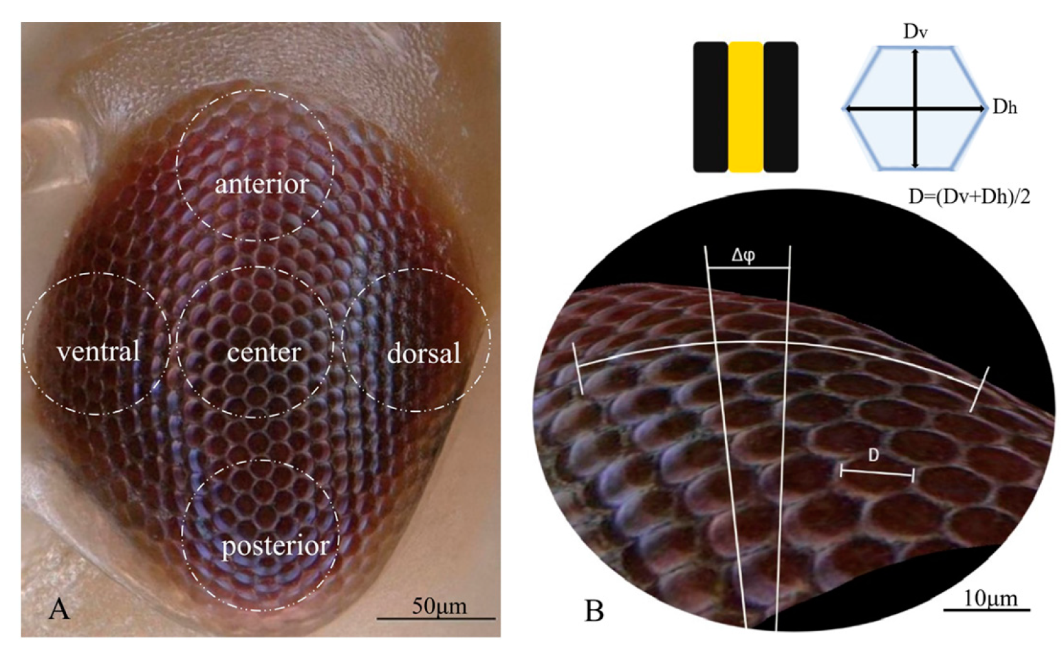 Insects 14 00370 g001