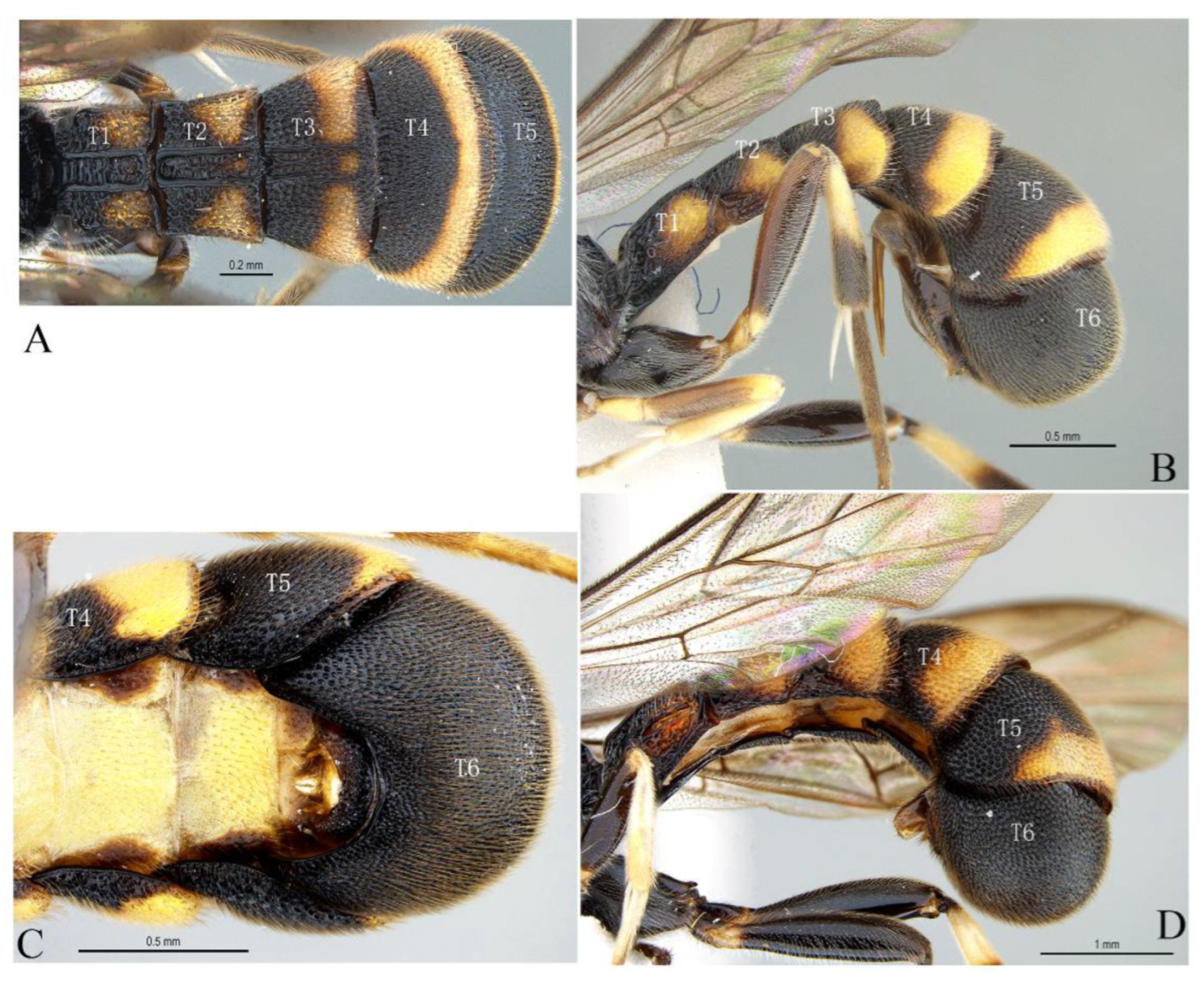 Insects 14 00389 g003