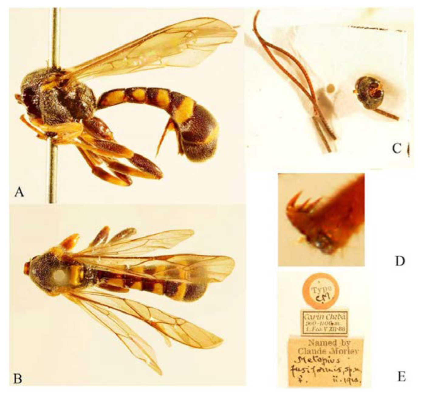 Insects 14 00389 g016