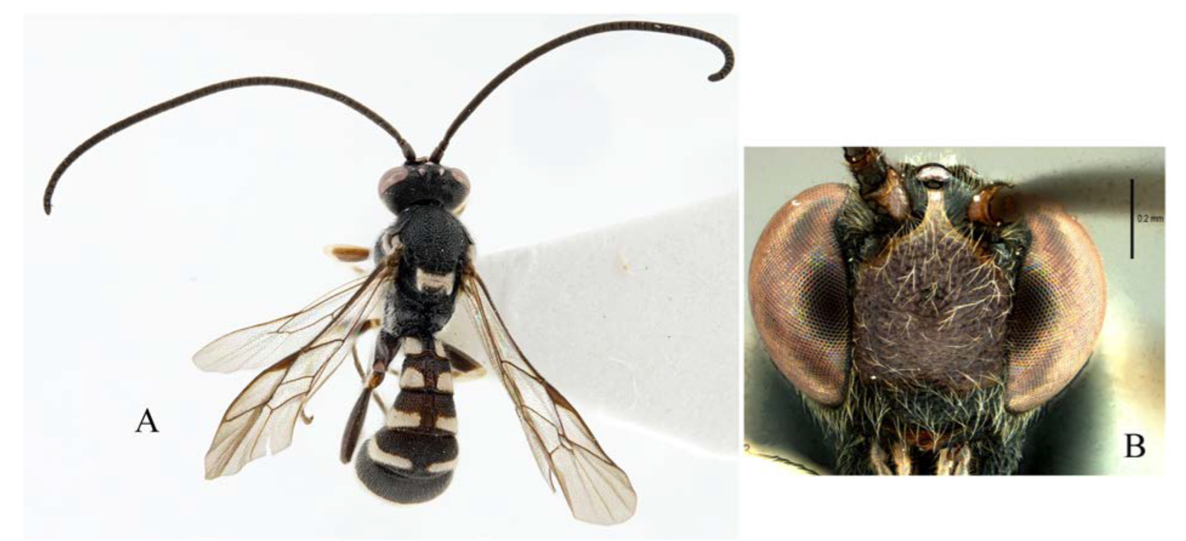 Insects 14 00389 g024