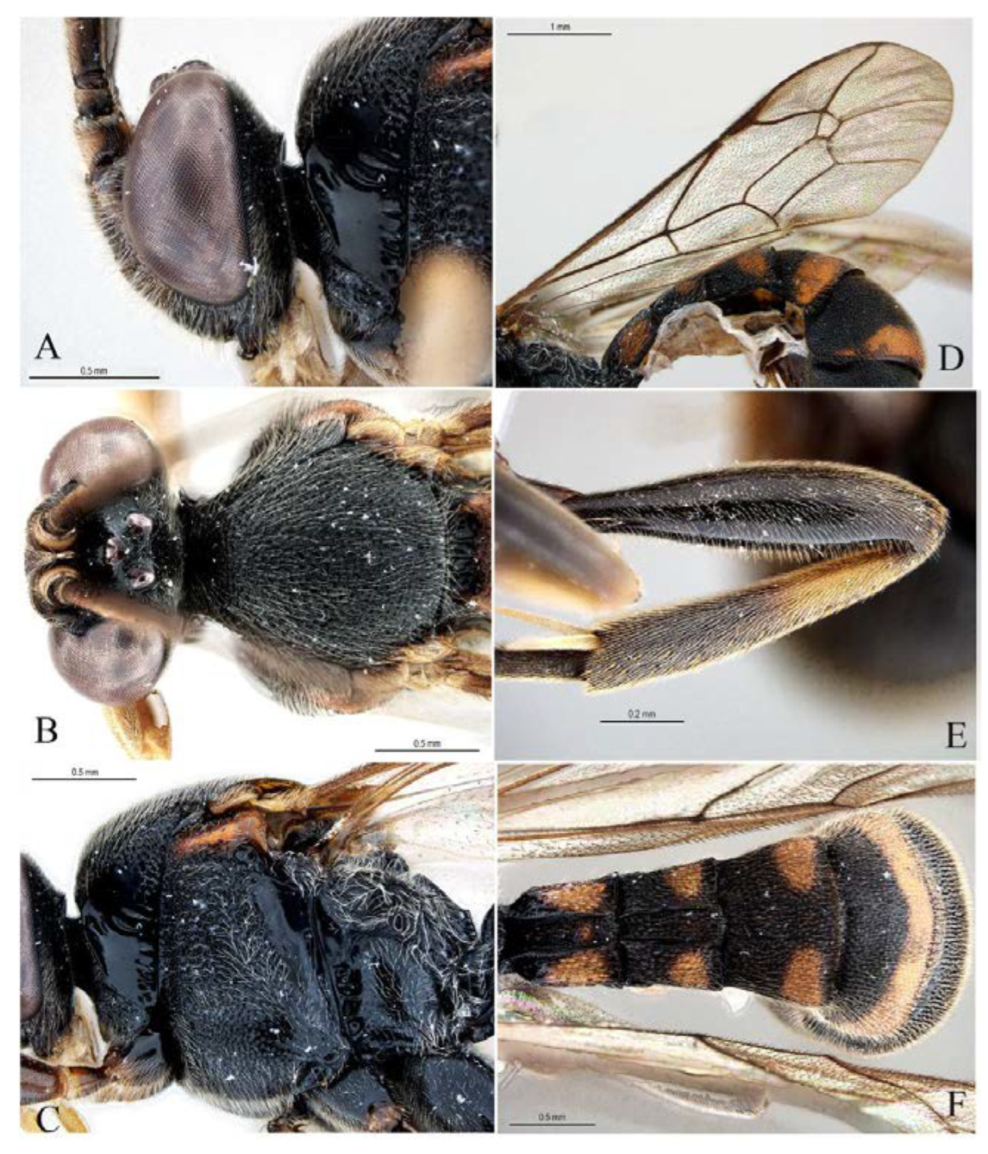 Insects 14 00389 g031