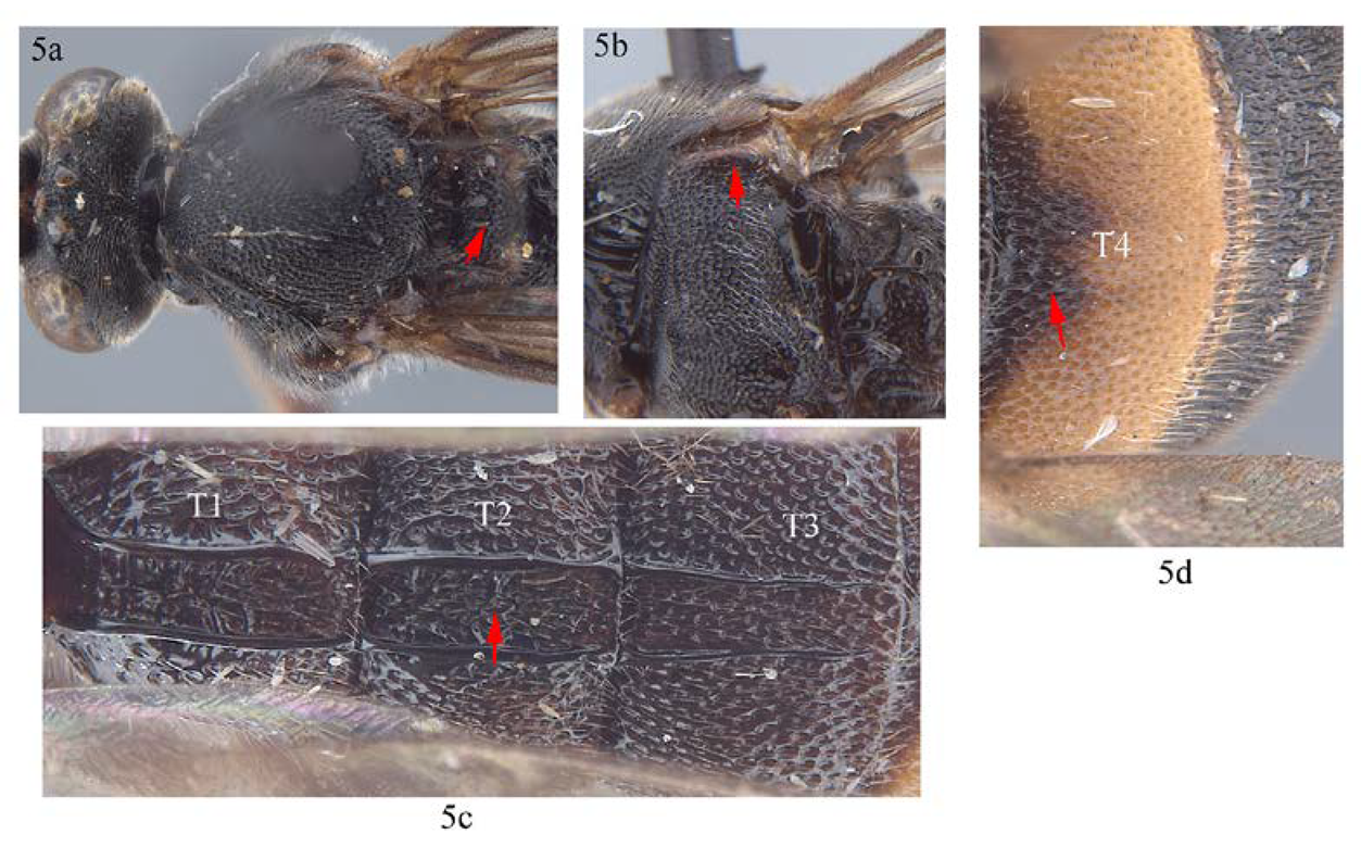 Insects 14 00389 i005