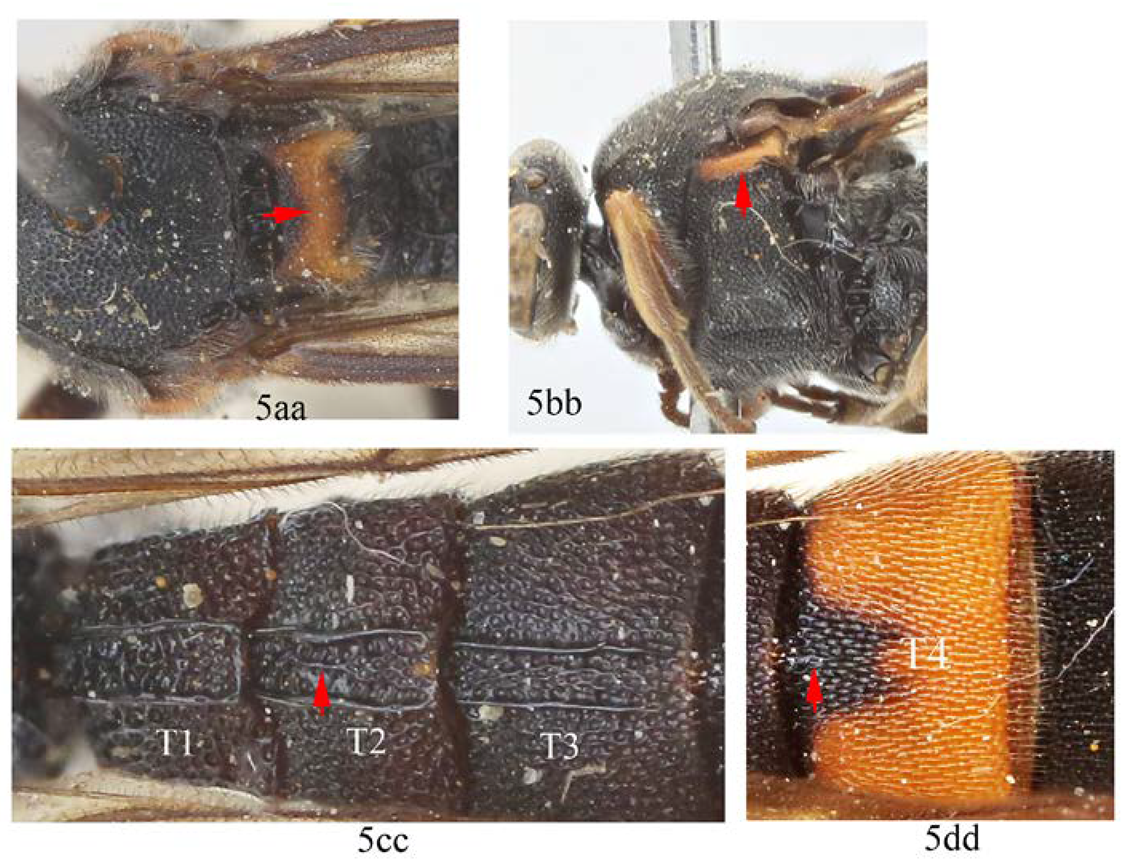 Insects 14 00389 i006