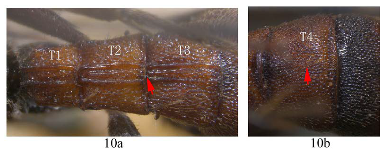 Insects 14 00389 i012