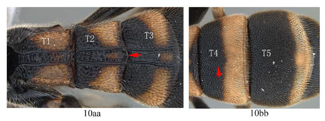 Insects 14 00389 i013