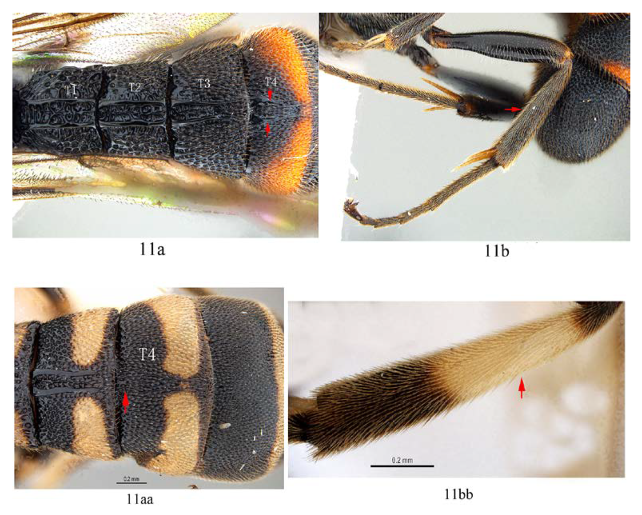 Insects 14 00389 i014