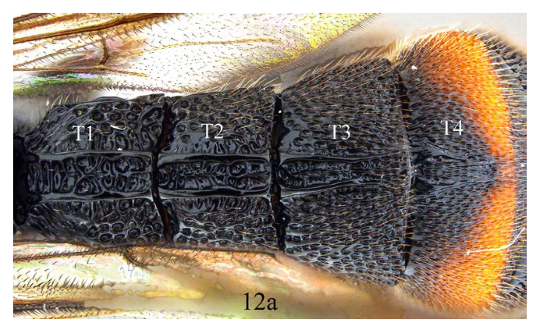 Insects 14 00389 i015