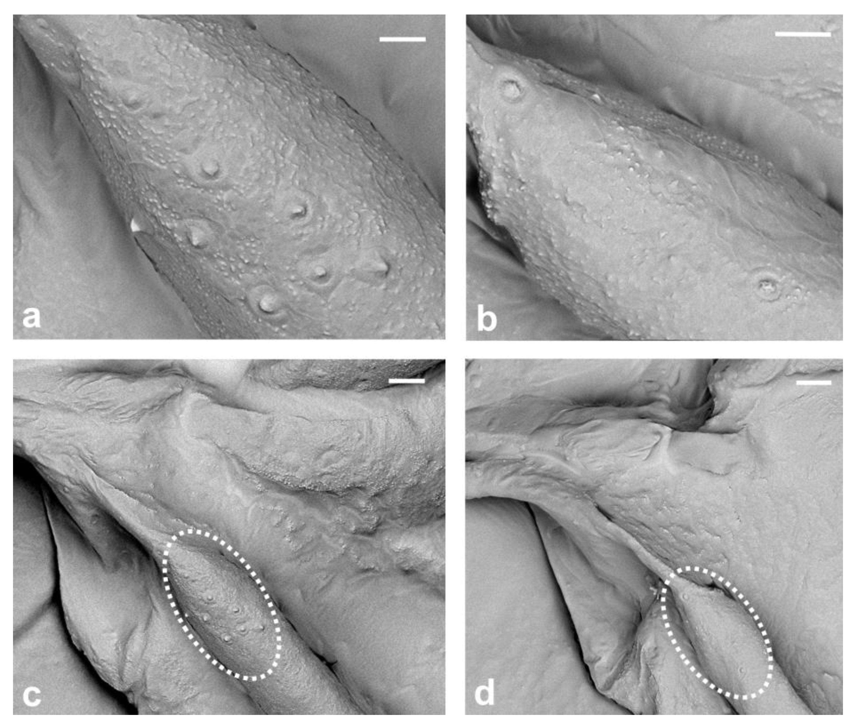 Insects 14 00390 g007