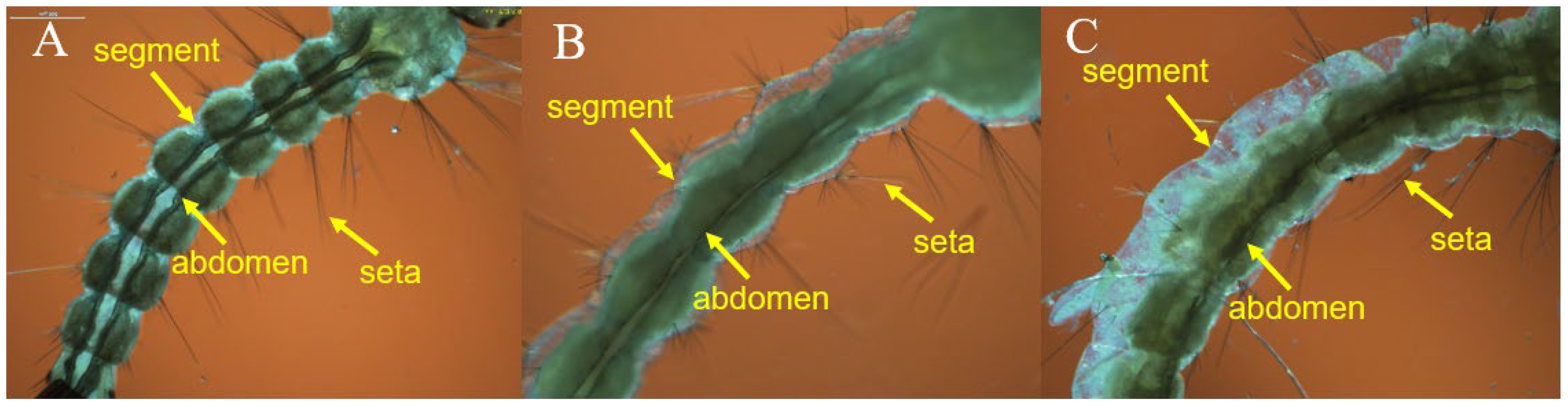 Insects 14 00399 g006 Insects 14 00399 g006