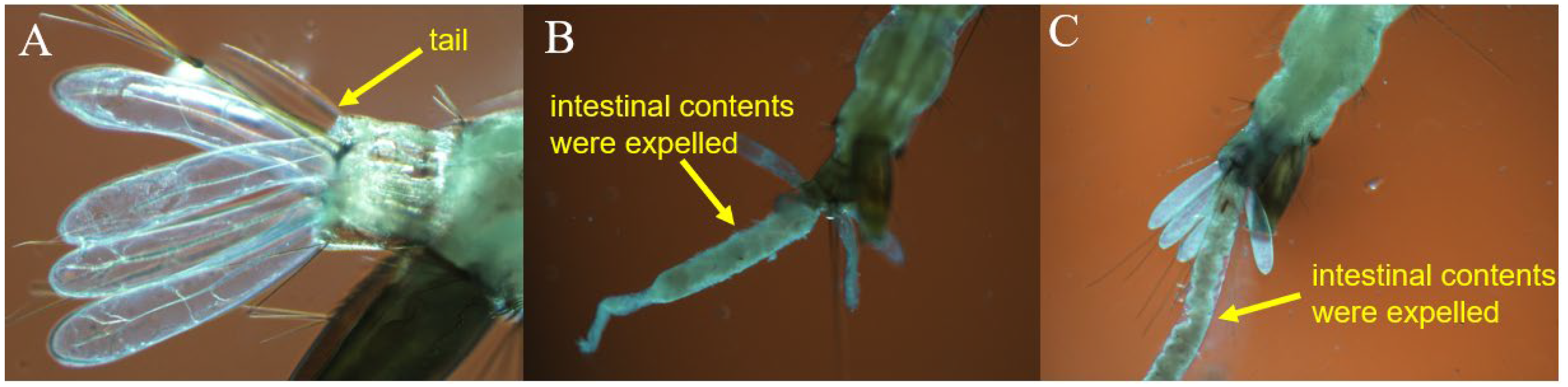 Insects 14 00399 g008 Insects 14 00399 g008