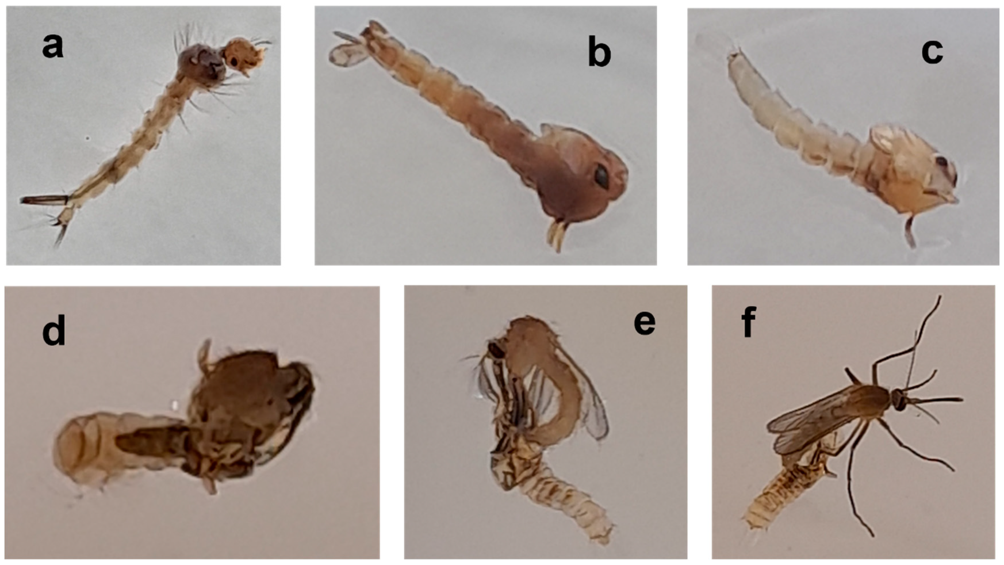 Insects 14 00400 g004 Insects 14 00400 g004
