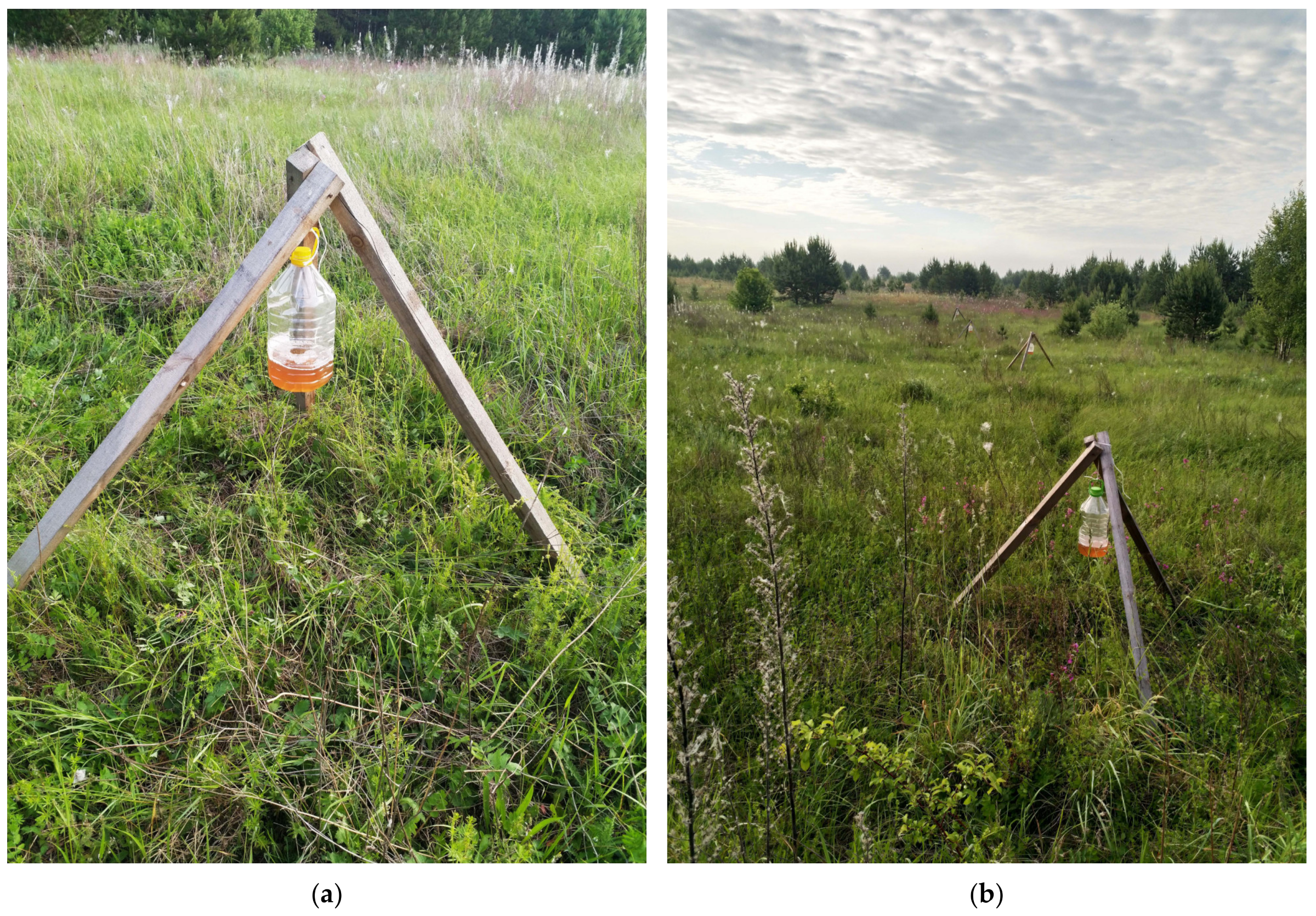 Insects | Free Full-Text | Usage of Fermental Traps for the Study of the  Species Diversity of Coleoptera in Open Biotopes