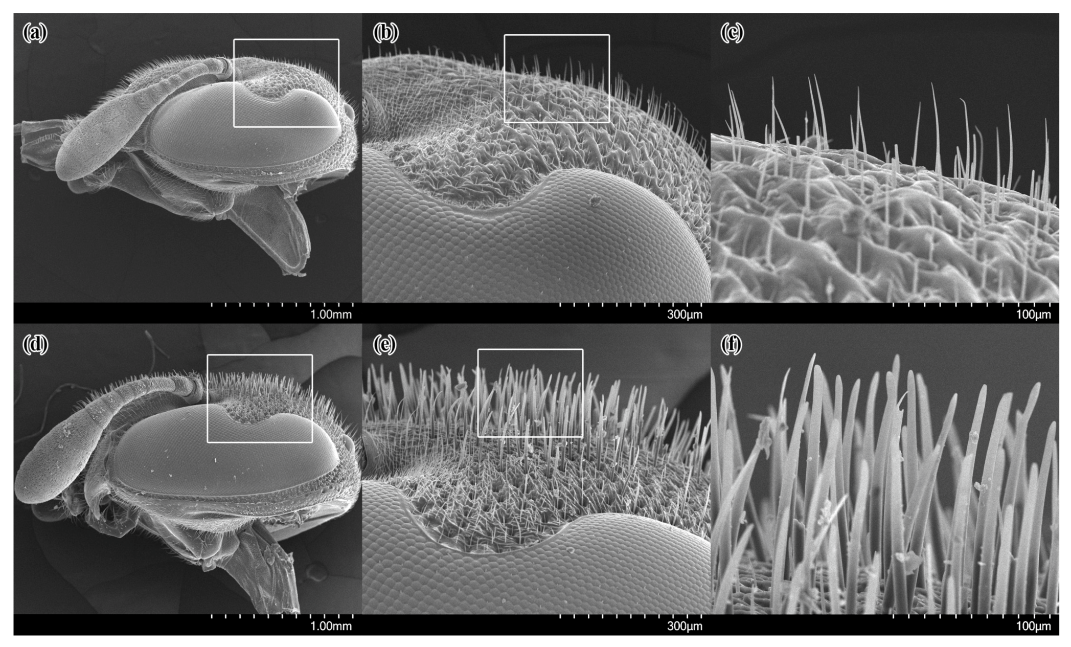 Insects 14 00408 g002