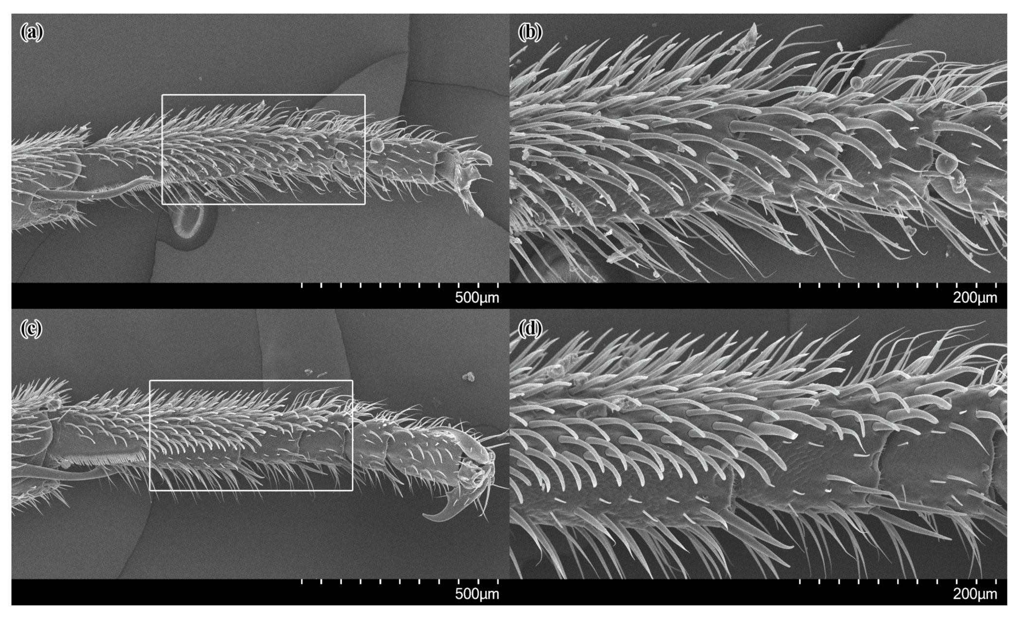 Insects 14 00408 g003