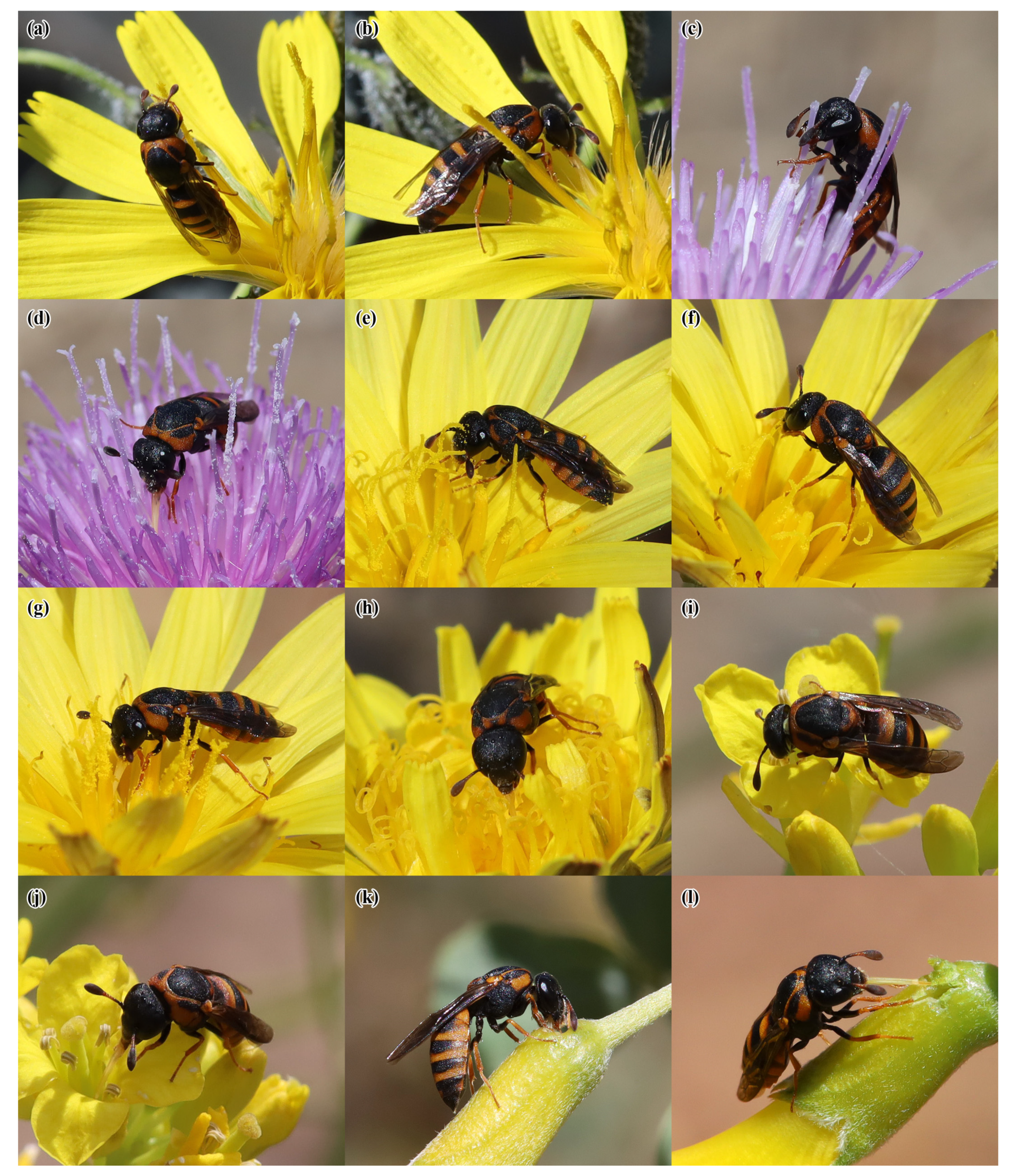 Insects 14 00408 g004