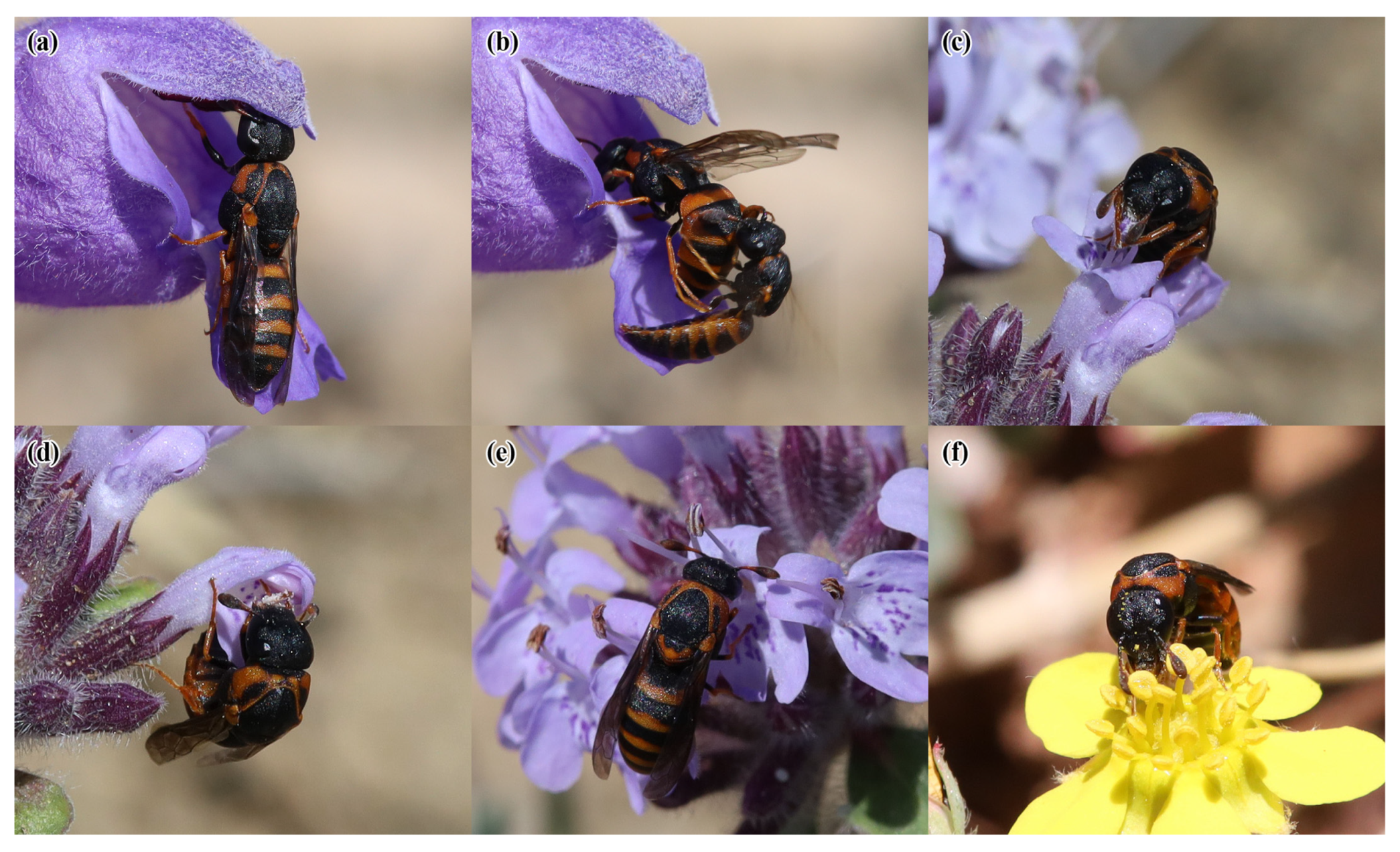 Insects 14 00408 g005