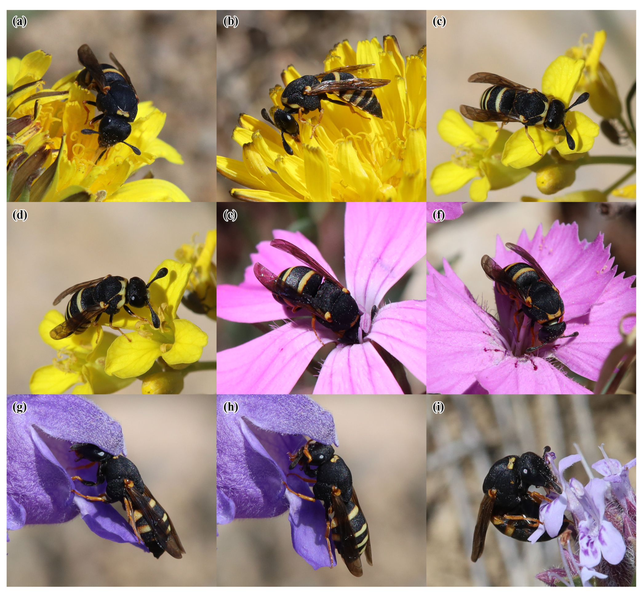 Insects 14 00408 g006