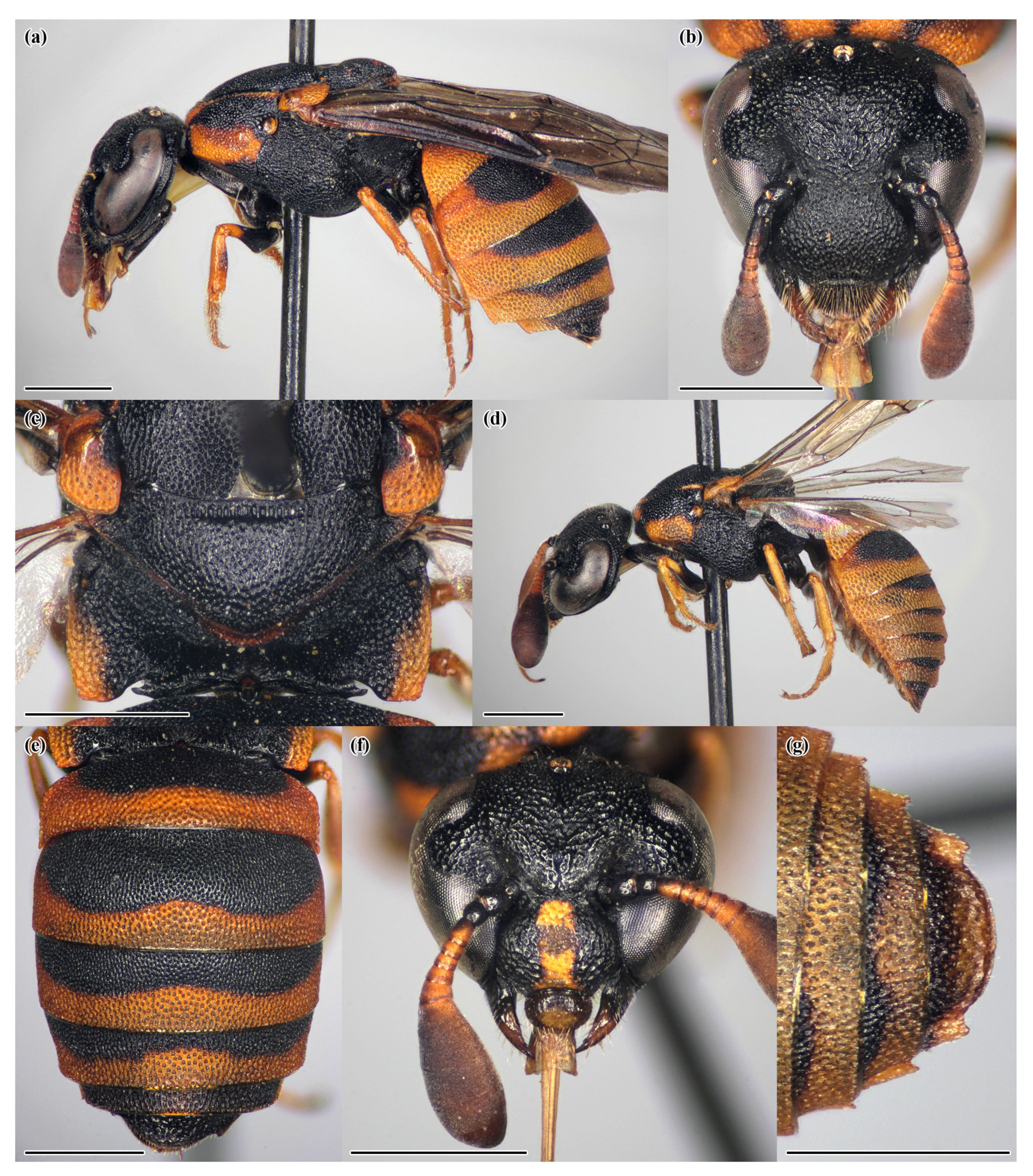 Insects 14 00408 g0a1