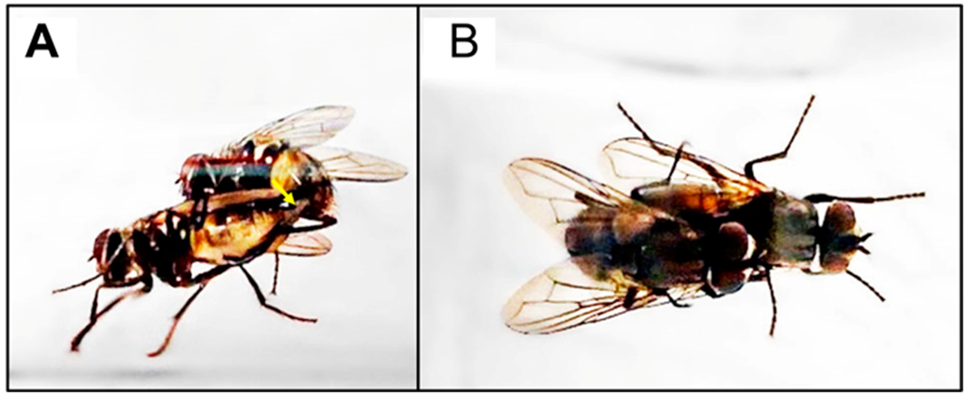 Insects 14 00416 g001 Insects 14 00416 g001