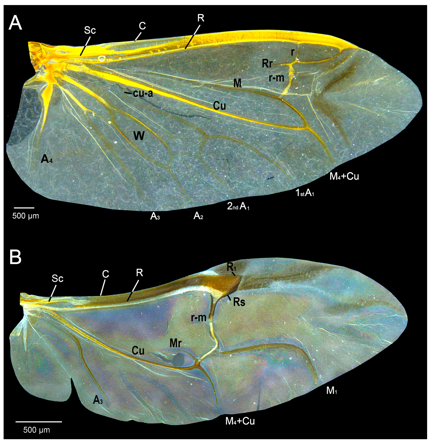 Insects 14 00430 g001 Insects 14 00430 g001