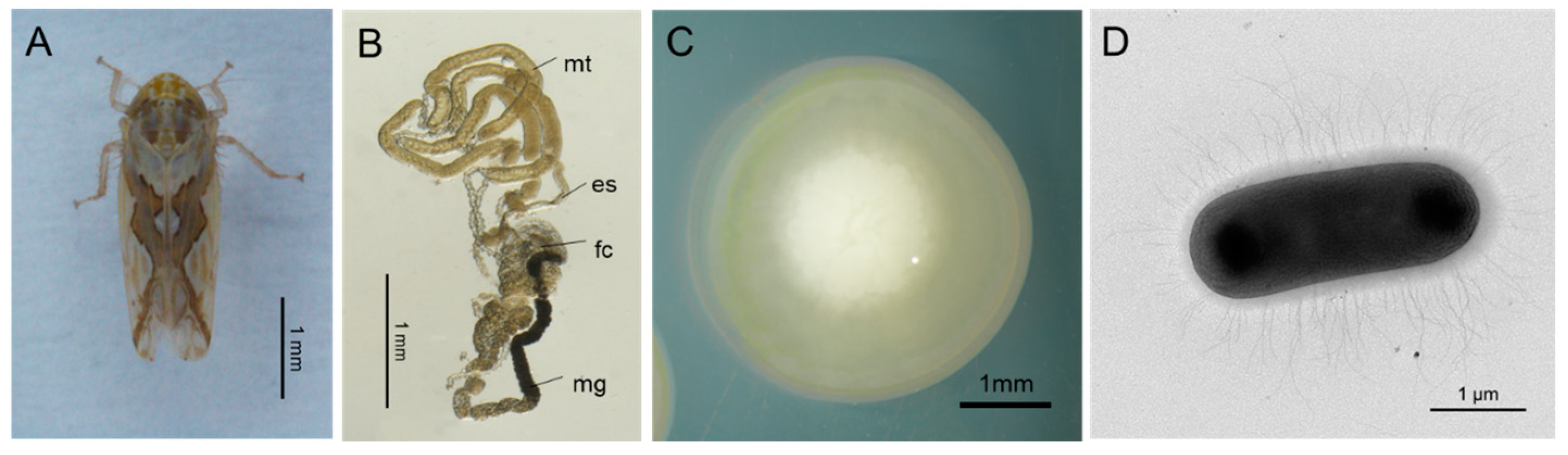 Insects 14 00431 g001 Insects 14 00431 g001
