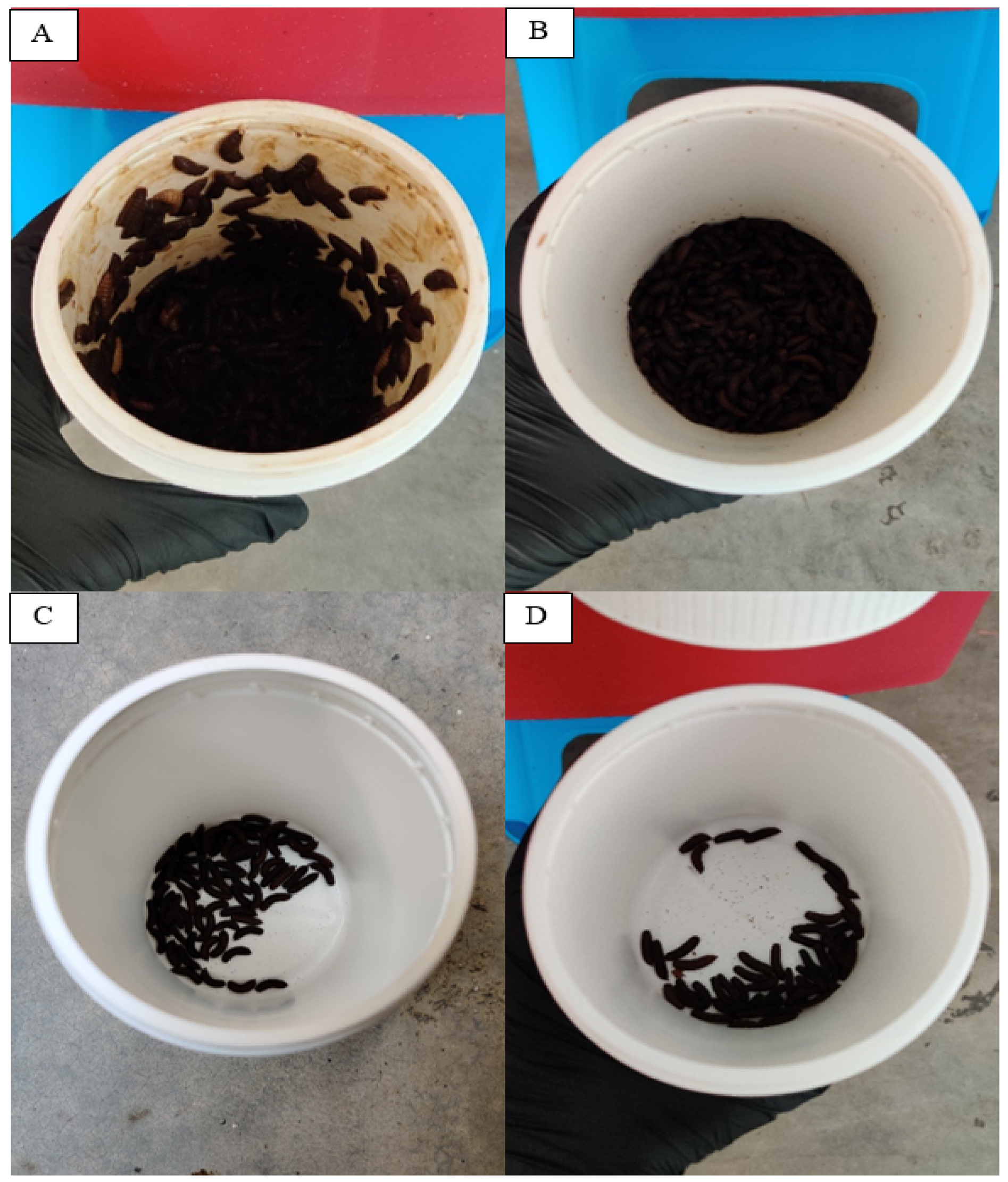 Insects 14 00434 g012 Insects 14 00434 g012