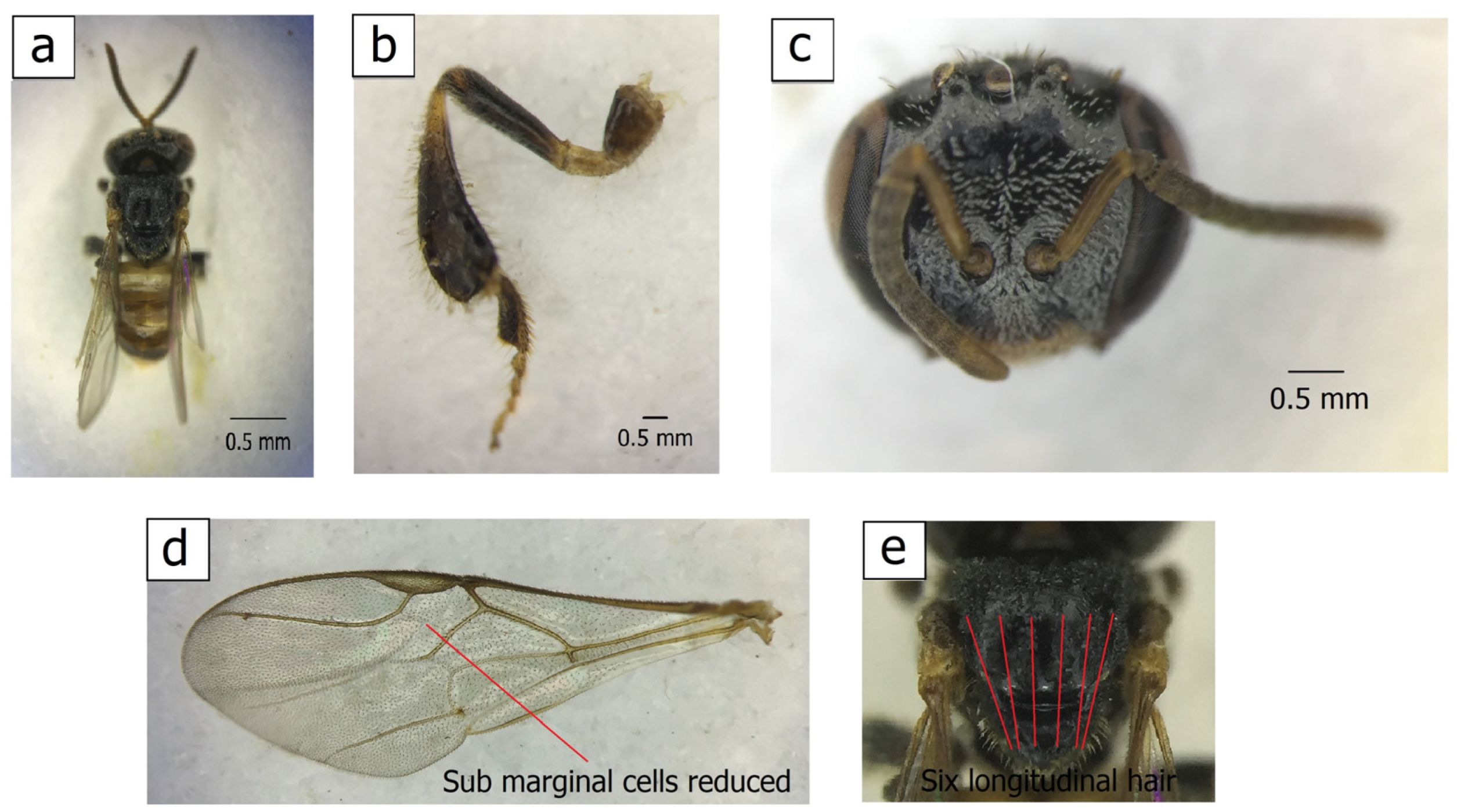 Insects 14 00438 g0a1