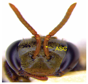 Insects 14 00438 i013