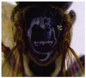 Insects 14 00438 i014