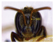 Insects 14 00438 i015