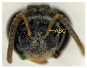 Insects 14 00438 i017