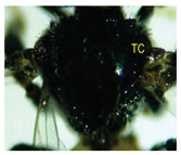 Insects 14 00438 i018