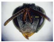 Insects 14 00438 i019